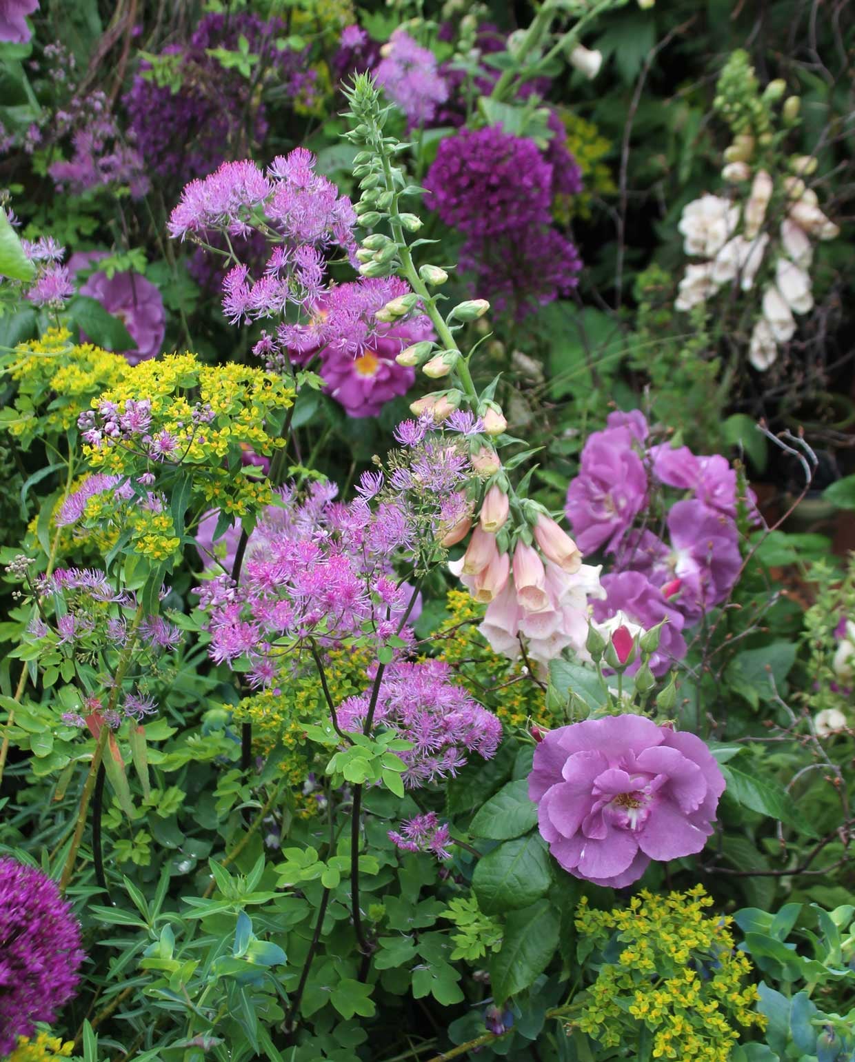 Thalictrum, Euphorbia, Allium en Digitalis.