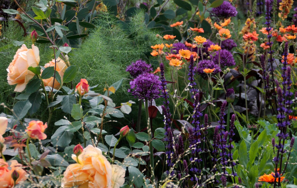 Mix van Allium met venkel, rozen, Geum, Melica en Salvia.