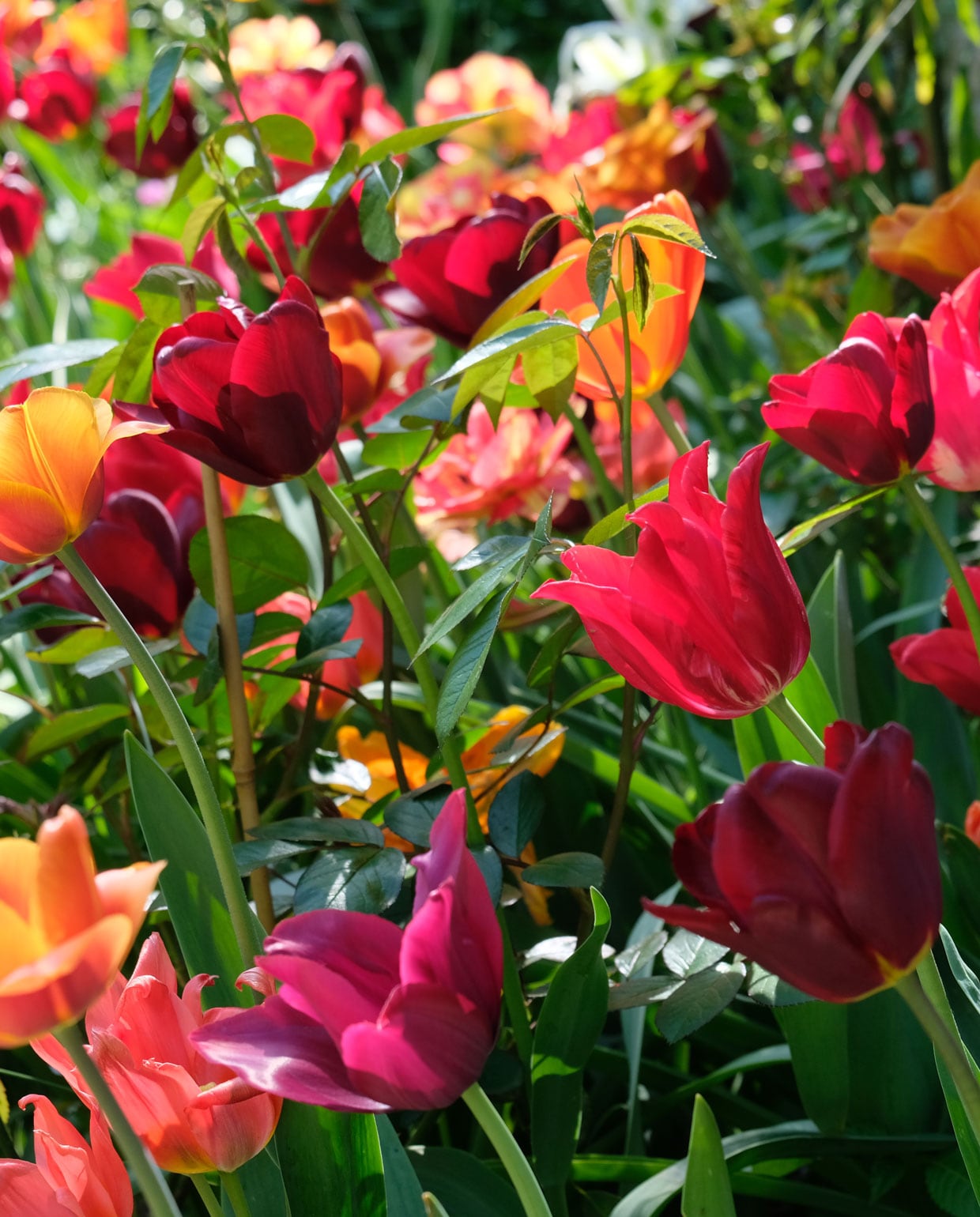 Tulpen en rozen.