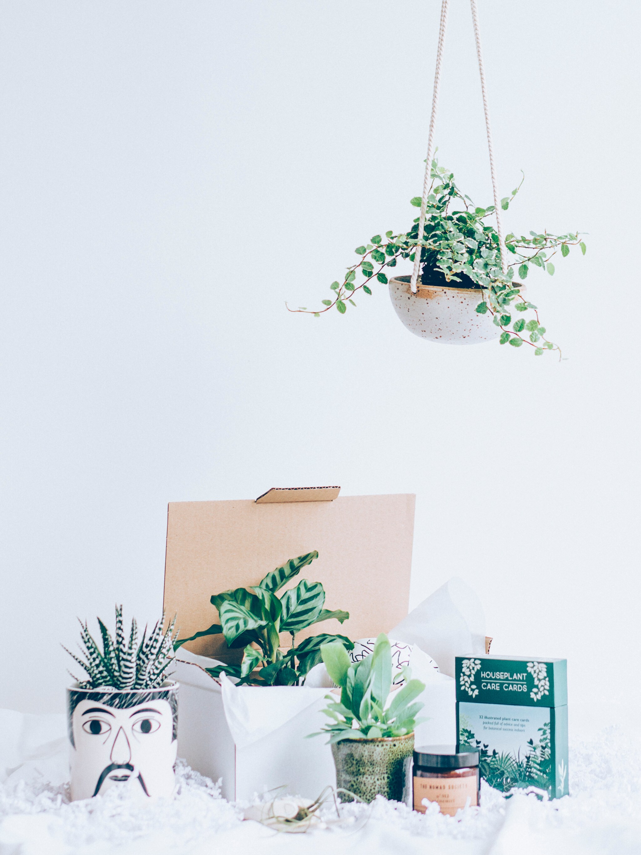 win surprise me box van the plant corner