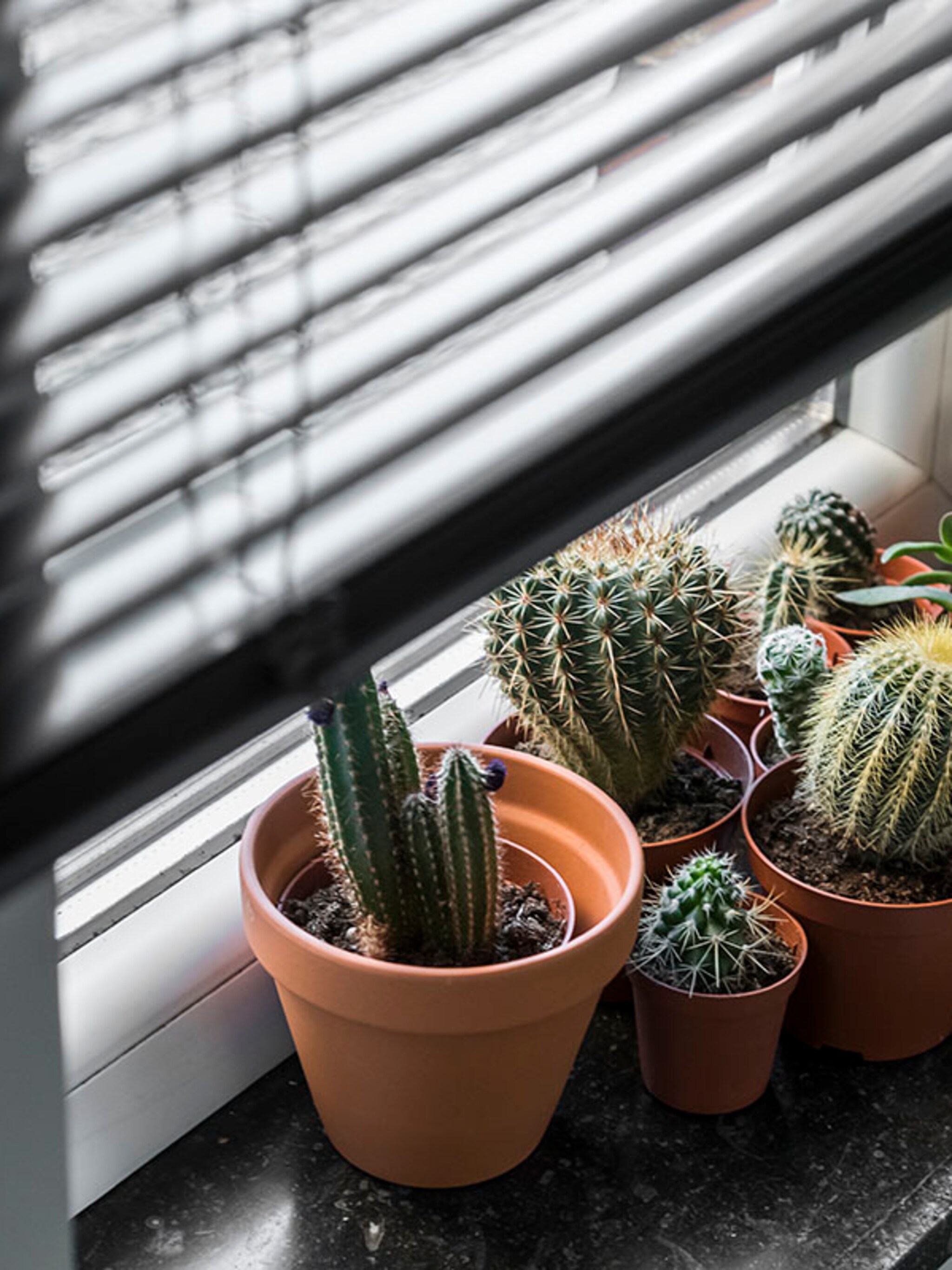 zo overleeft jouw urban jungle de winter