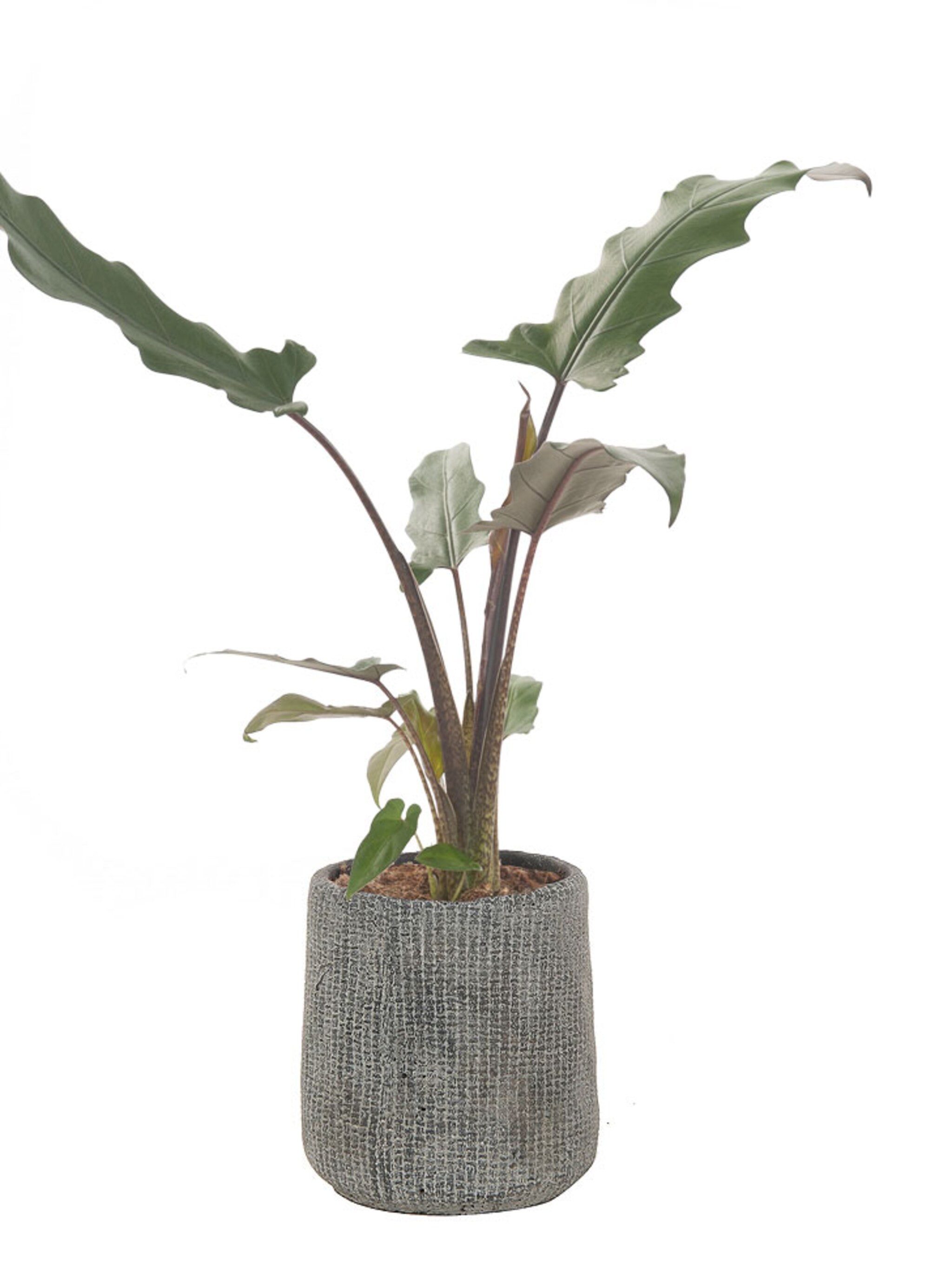 nieuw vtwonen pot en plant collectie