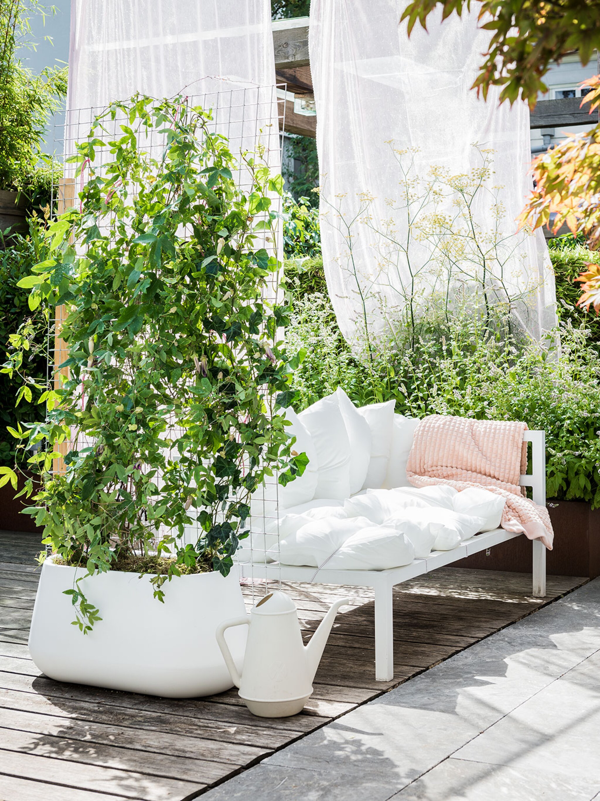 passionele terrasbloeier de passiebloem