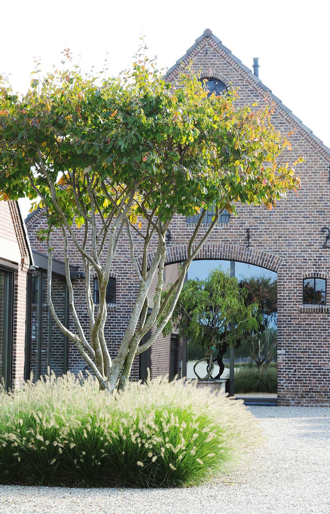 10x-de-mooiste-meerstammige-bomen