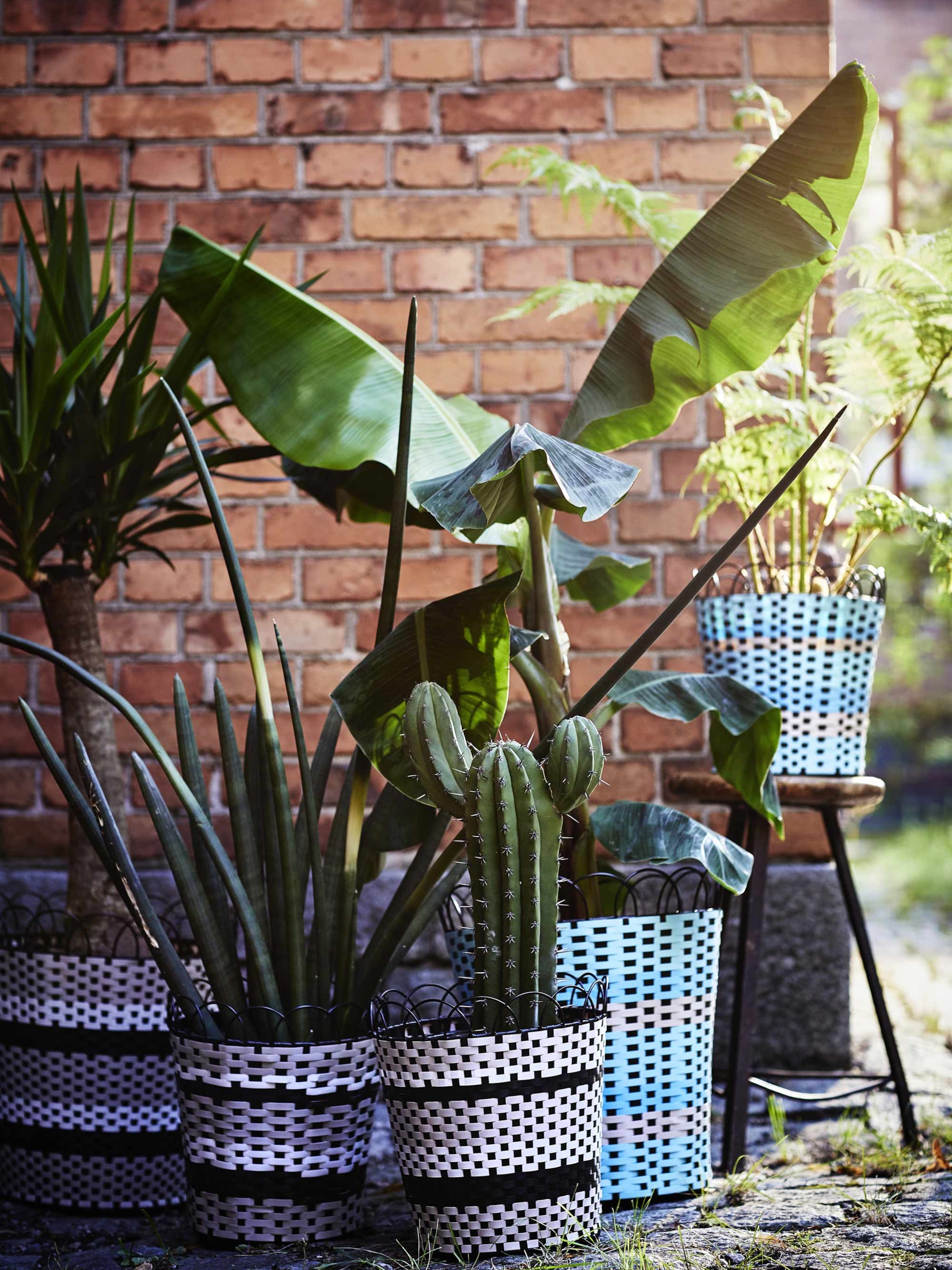 een aanwinst voor je urban jungle de bananenplant