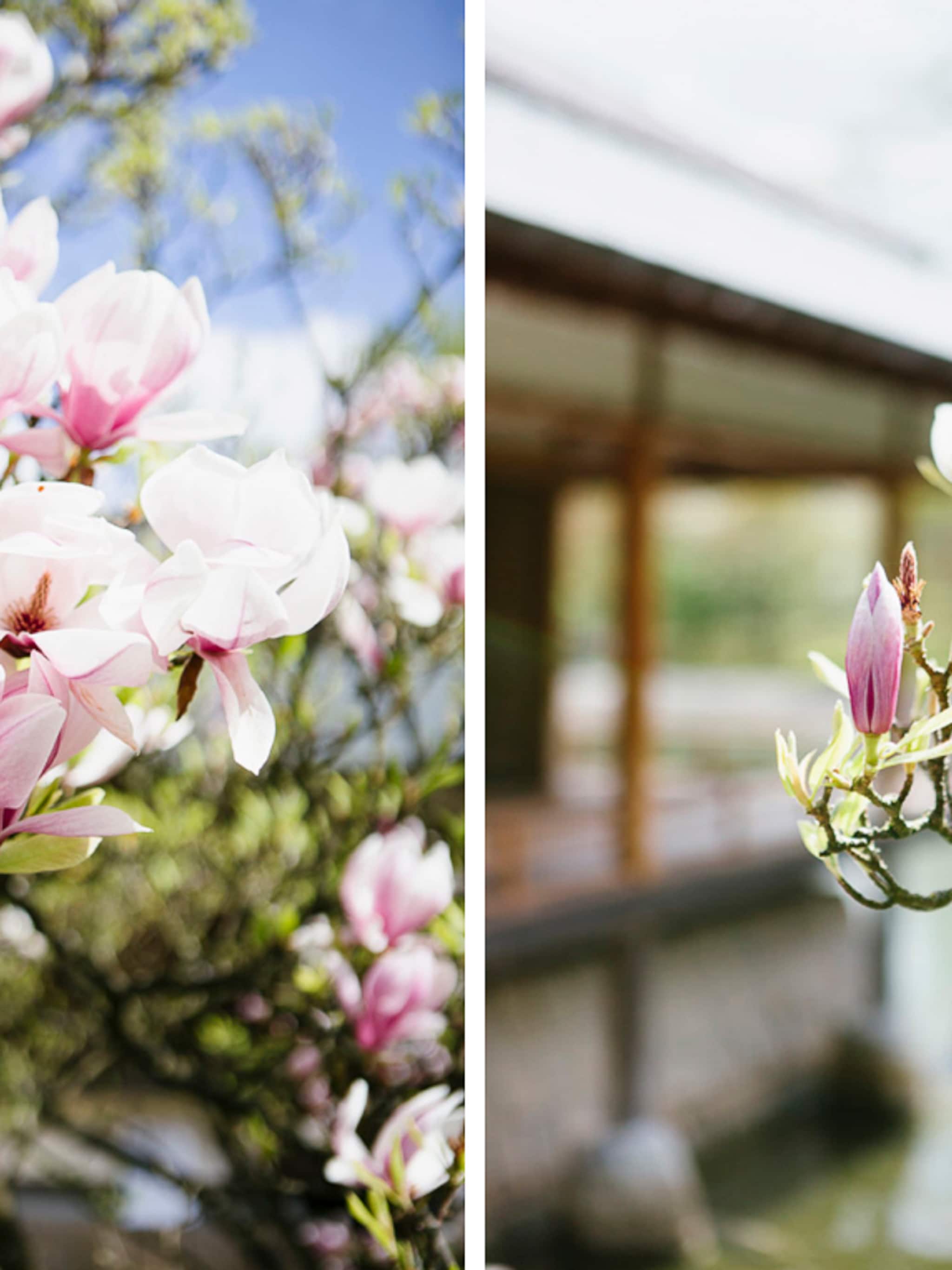 japanse lentepracht dicht bij huis