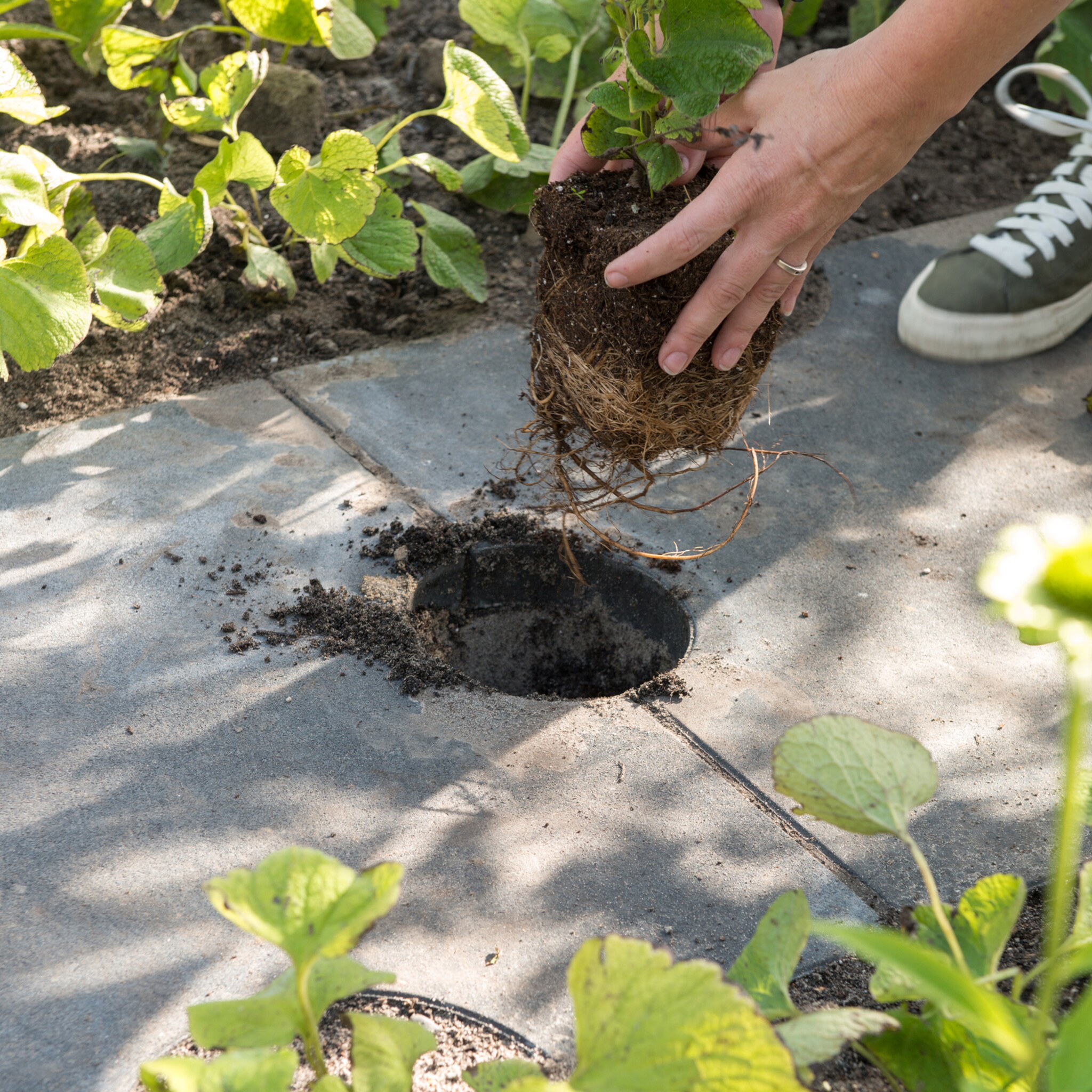 de trendtuinen van 2019 klimaatbestendig slim en eetbaar