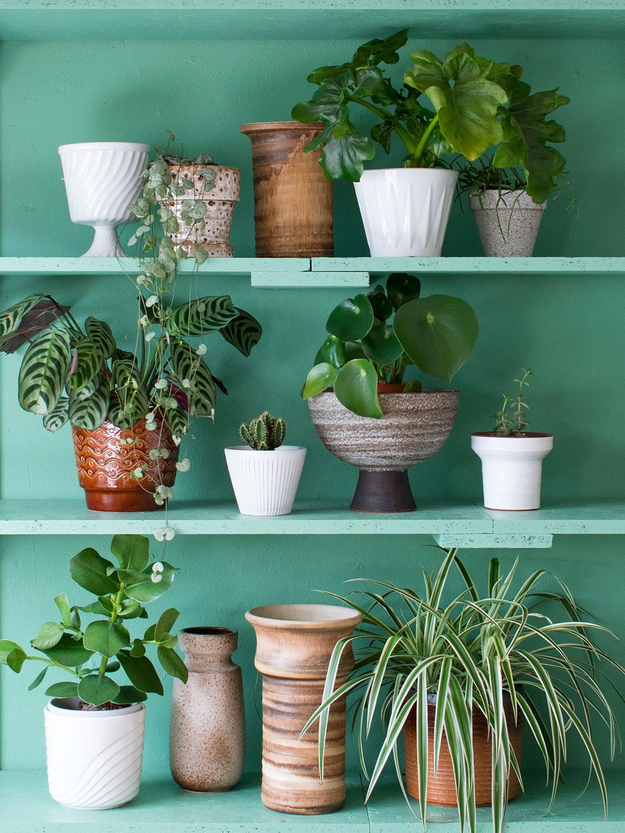 shameless plant shelfie alle planten verzamelen