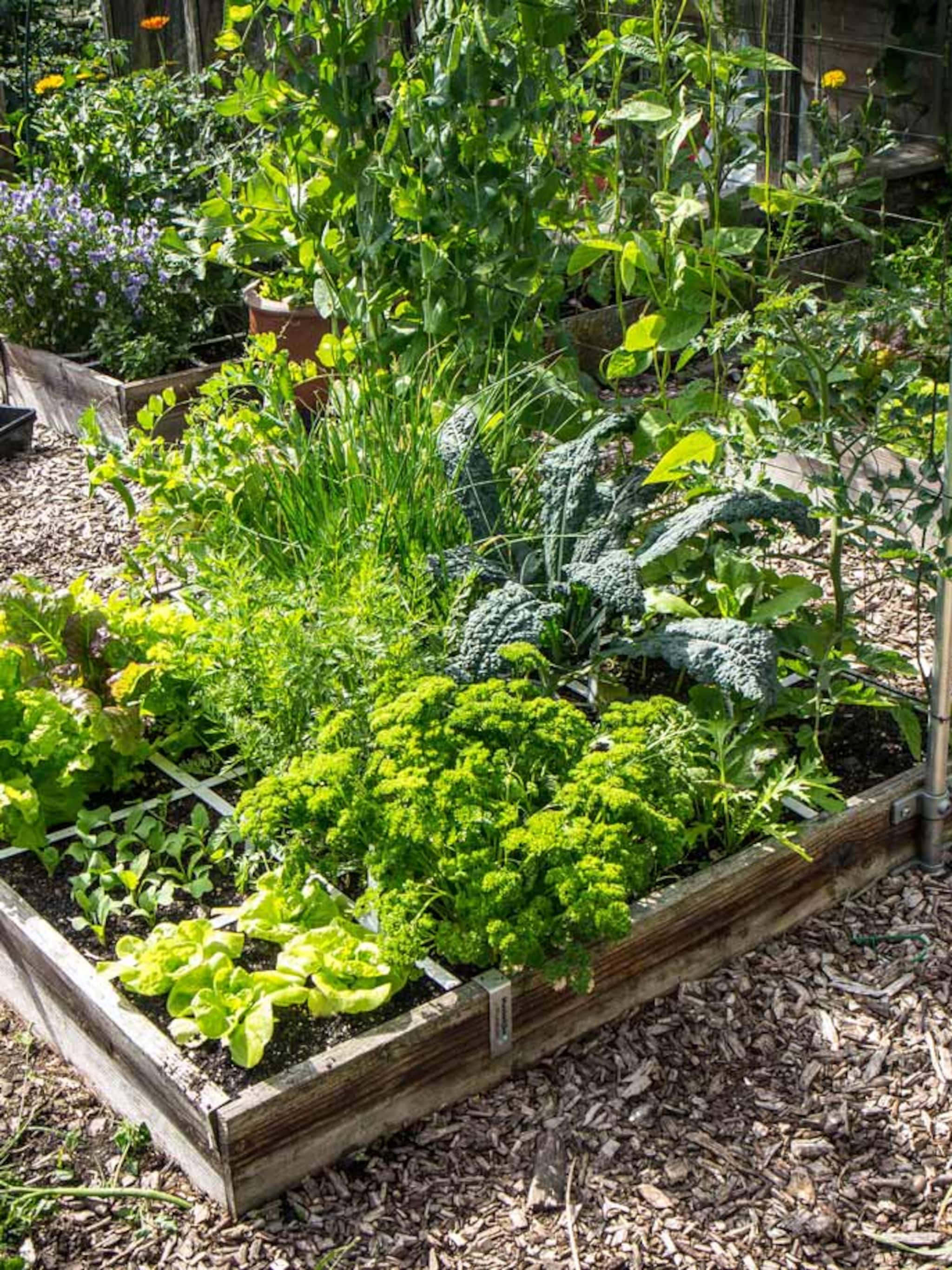 moestuin zonder zorgen