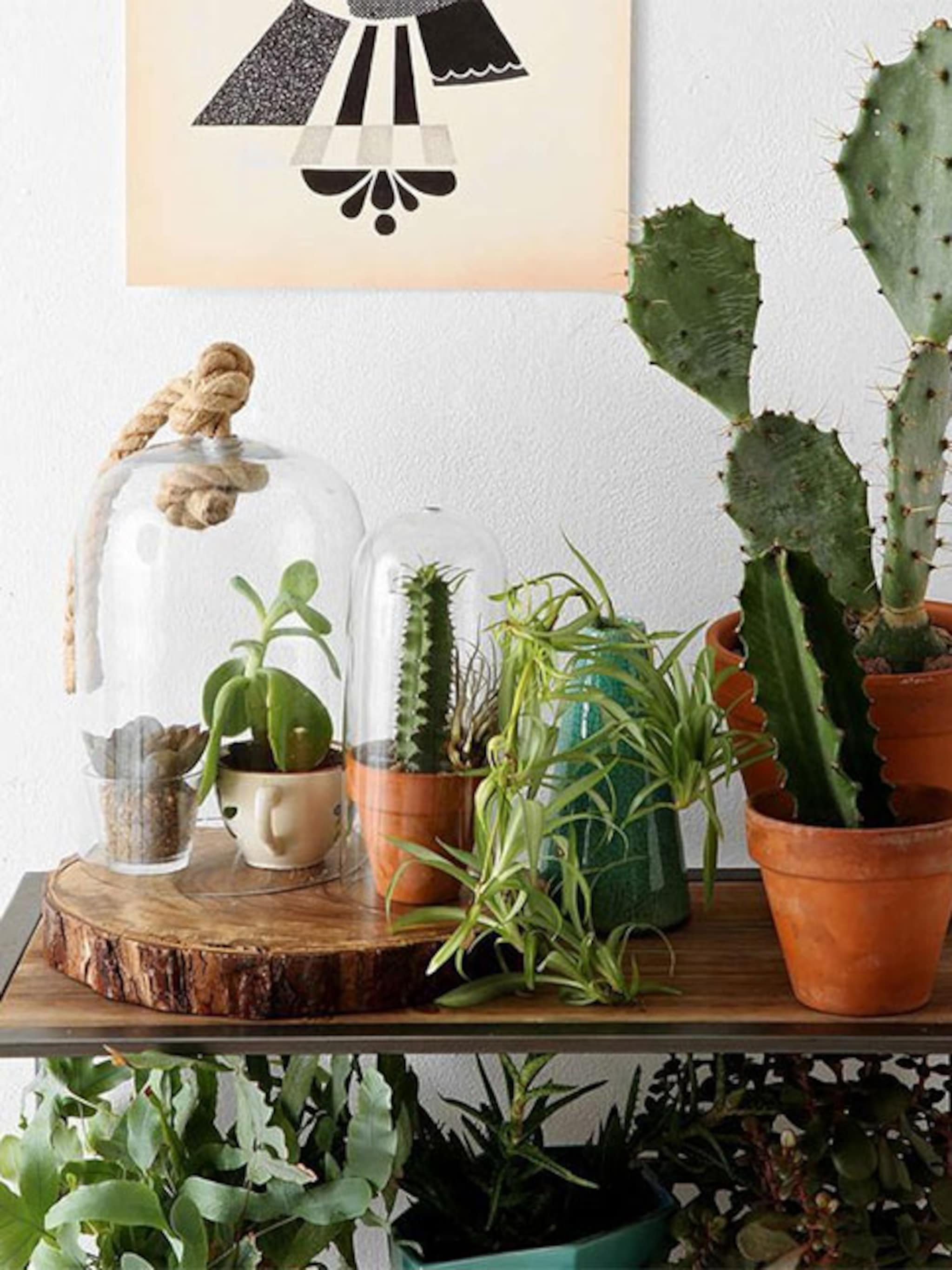 trend urban jungle in huis
