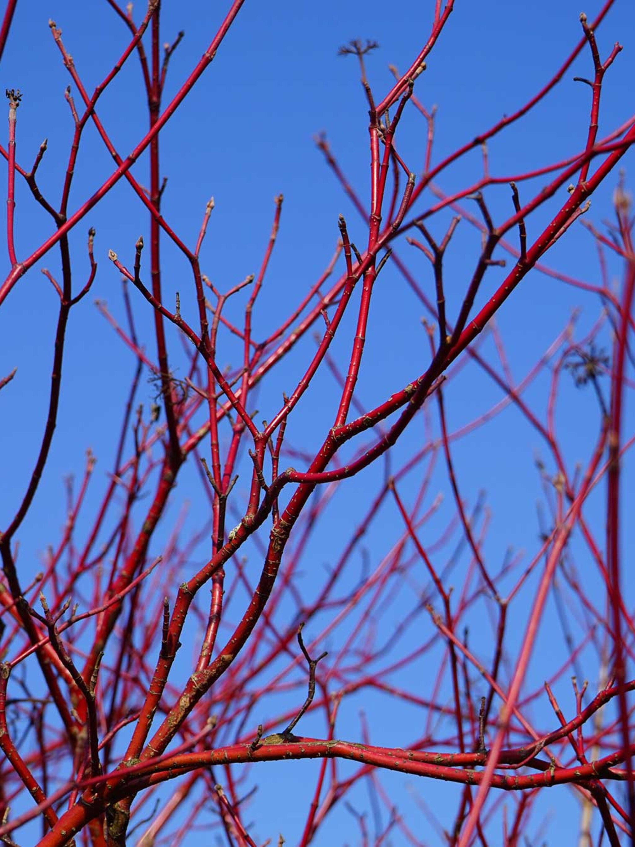 kleurrijk-takkenspel-met-de-kornoelje-plant