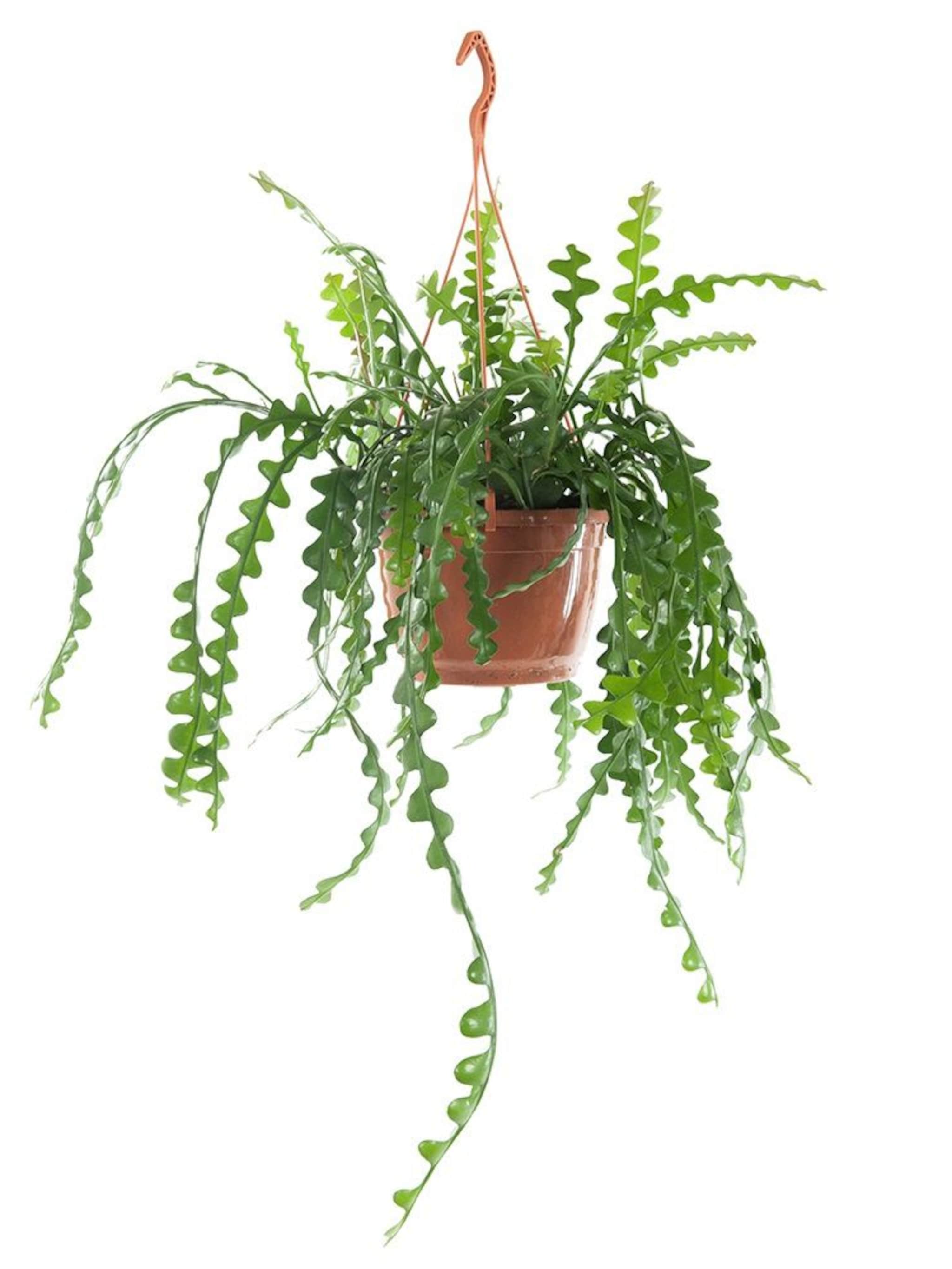 de 5 mooiste plafondplanten