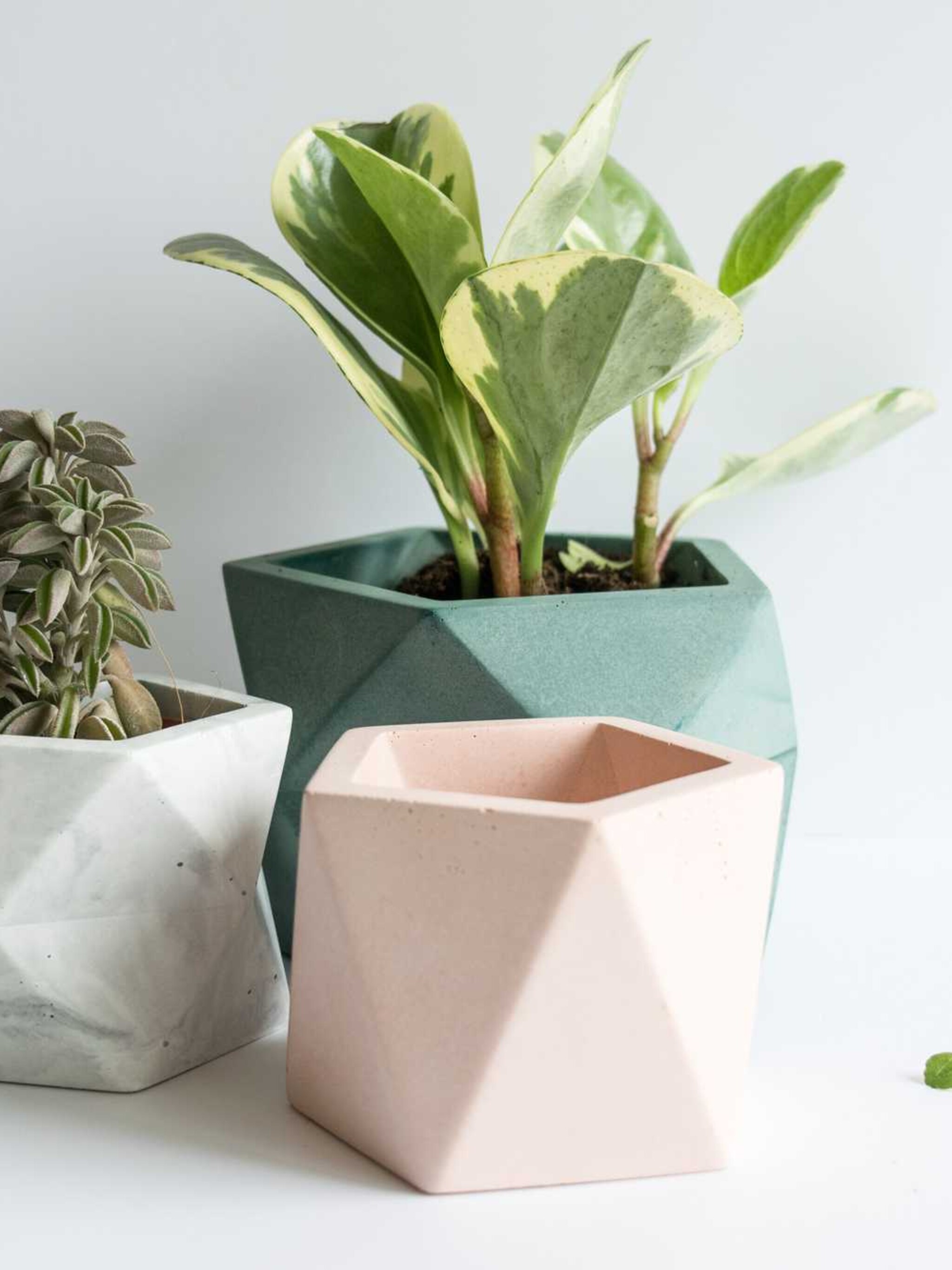 win 3x een set vaasjes van house raccoon