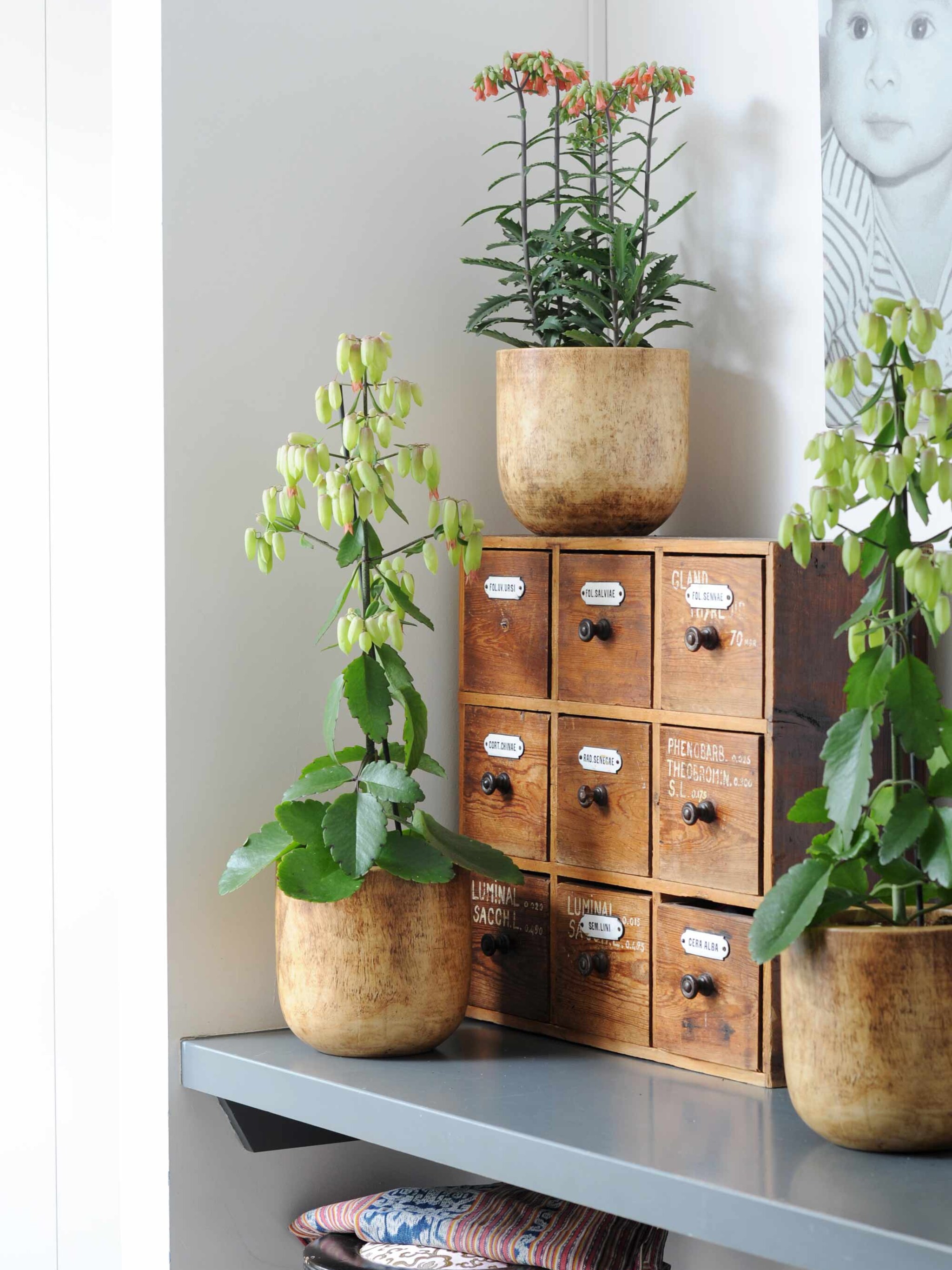 al een beetje kerst in huis met de magic bells kalanchoe