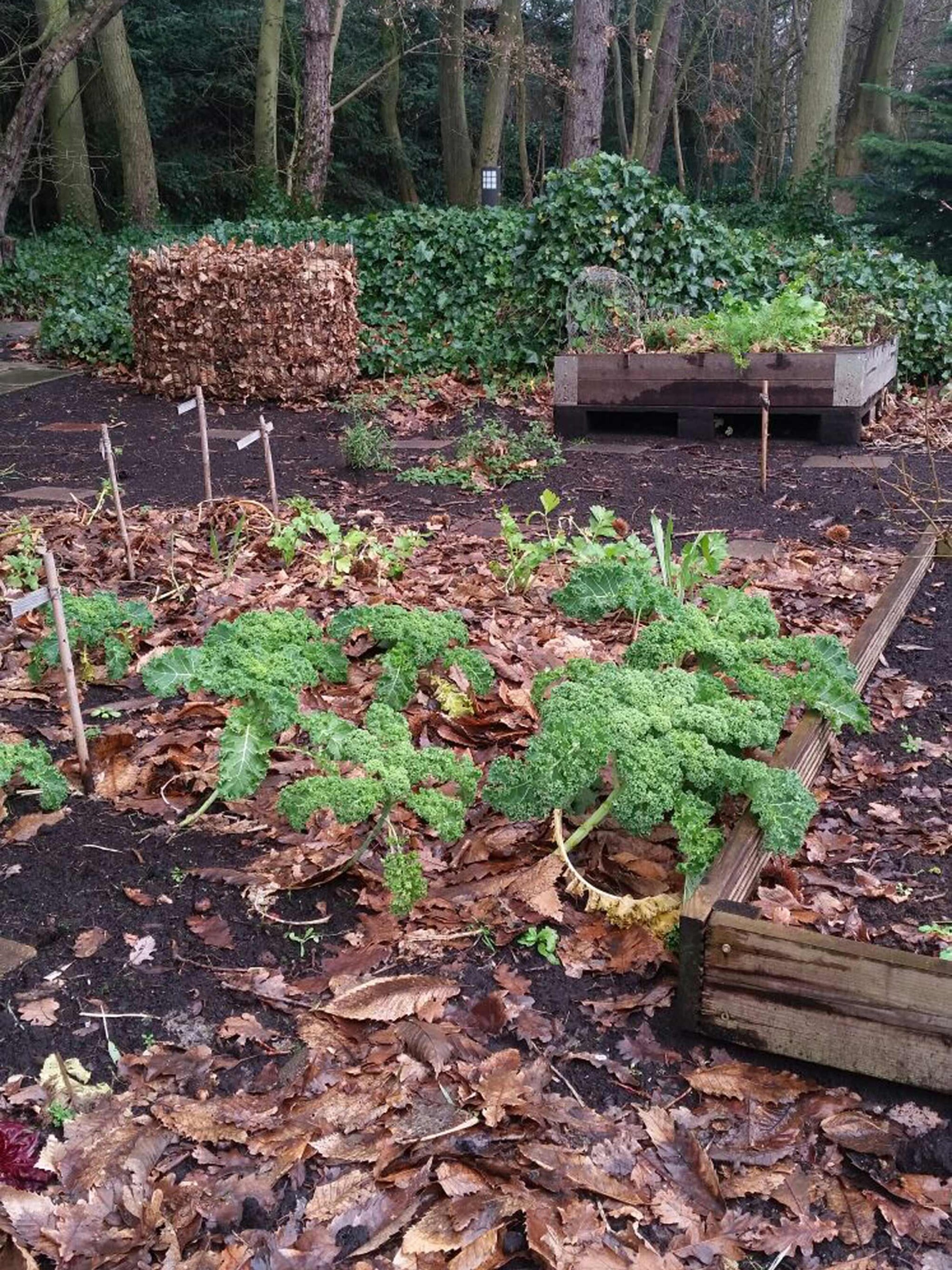 zo maak je de moestuin winterklaar