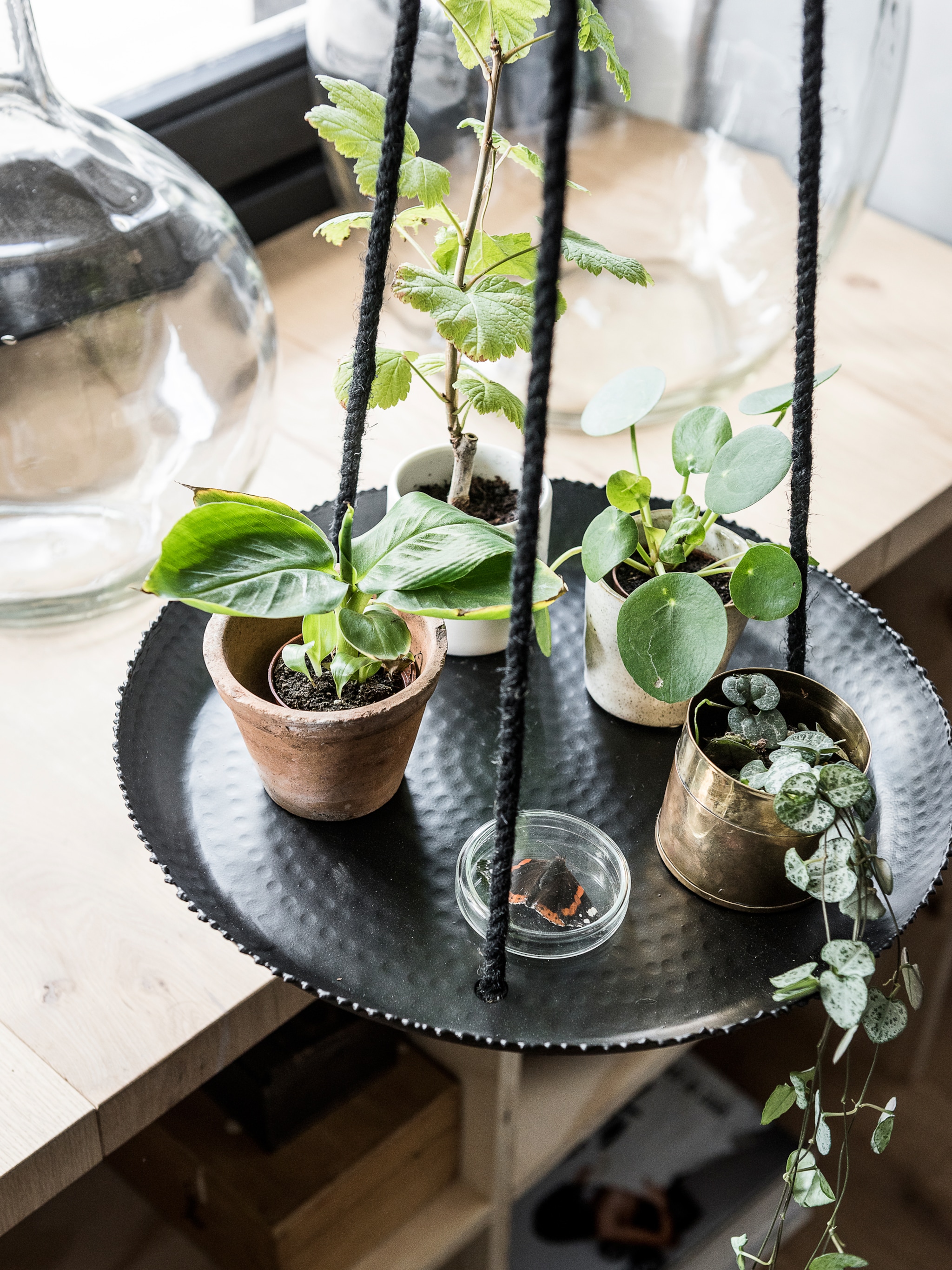 pick of the week plantenhanger van vtwonen