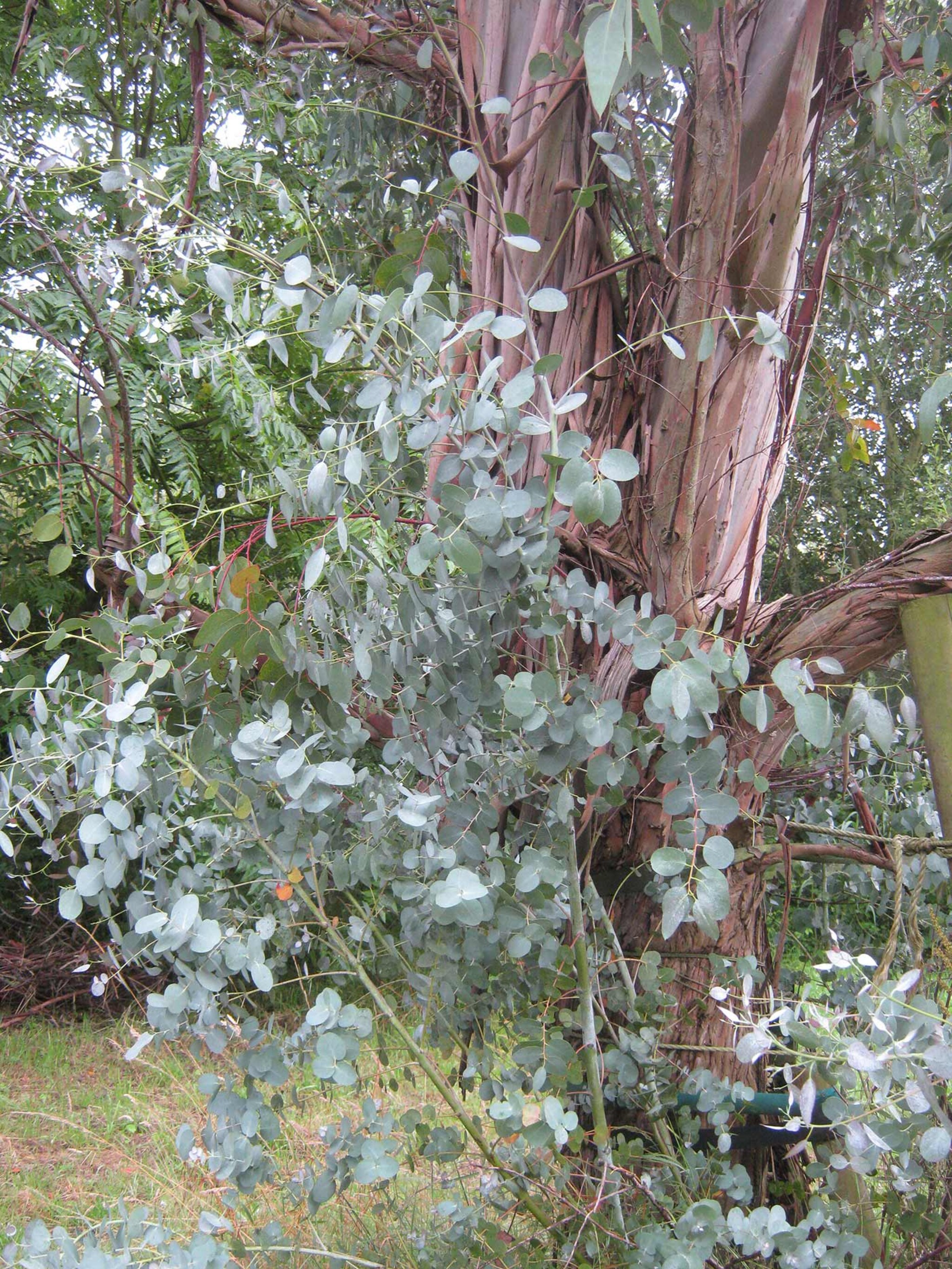 eucalyptus op belgische grond