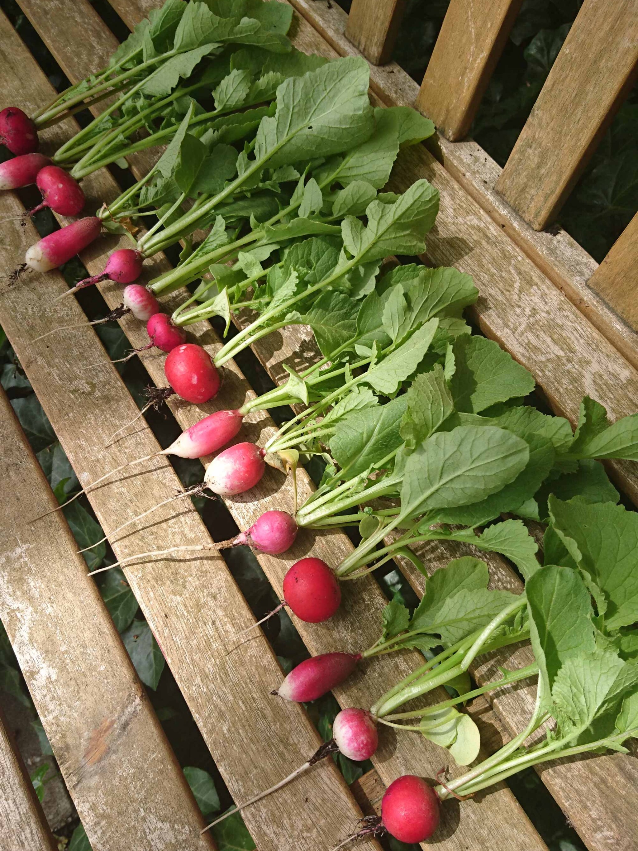 start van de oogsttijd in de moestuin
