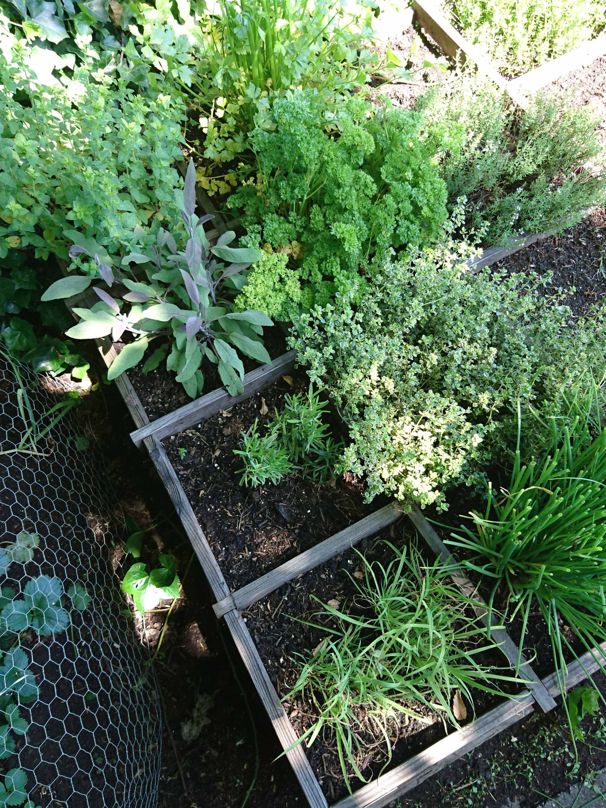 ideale moestuinkruiden