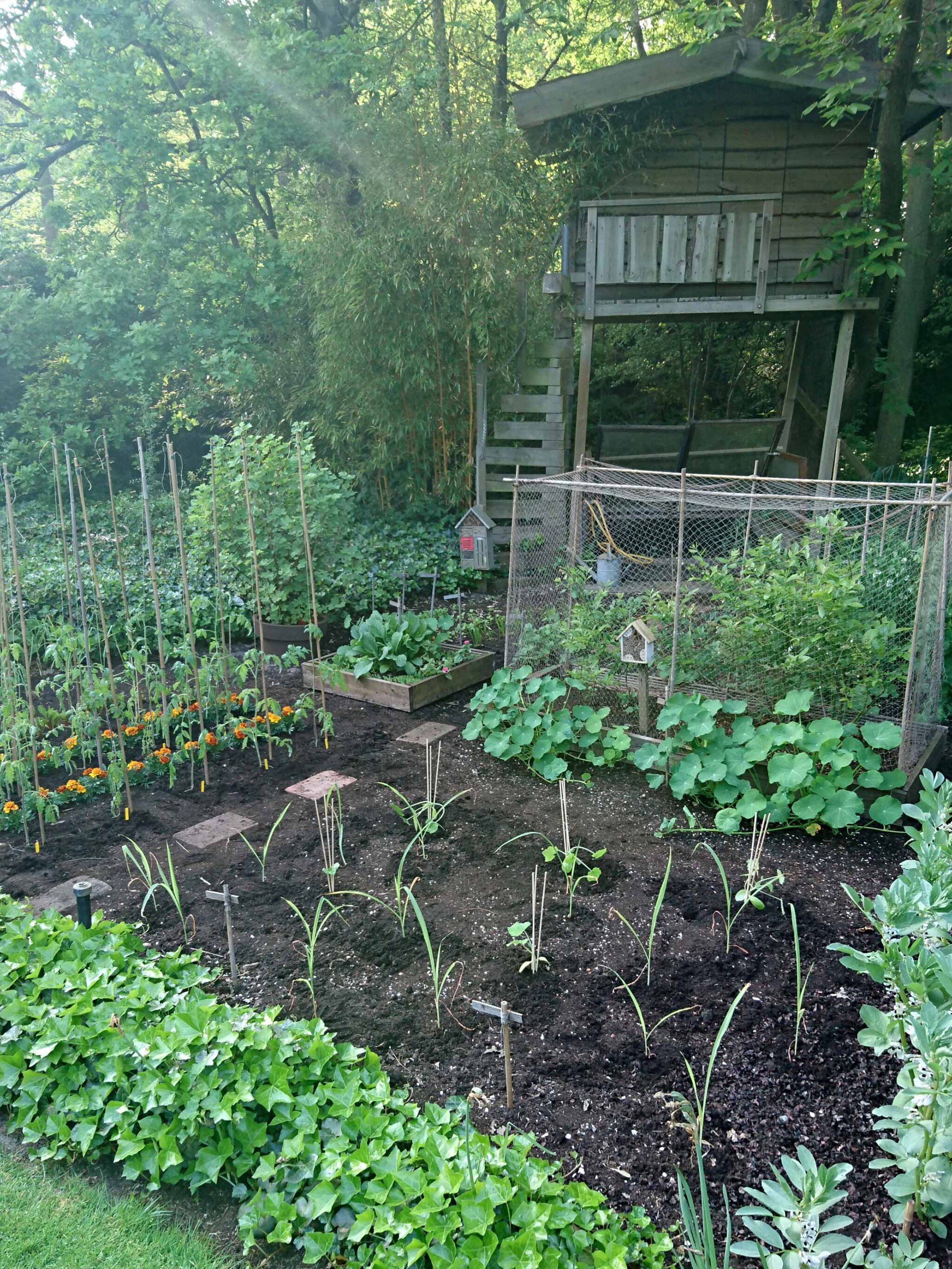 fruitsoorten in de moestuin