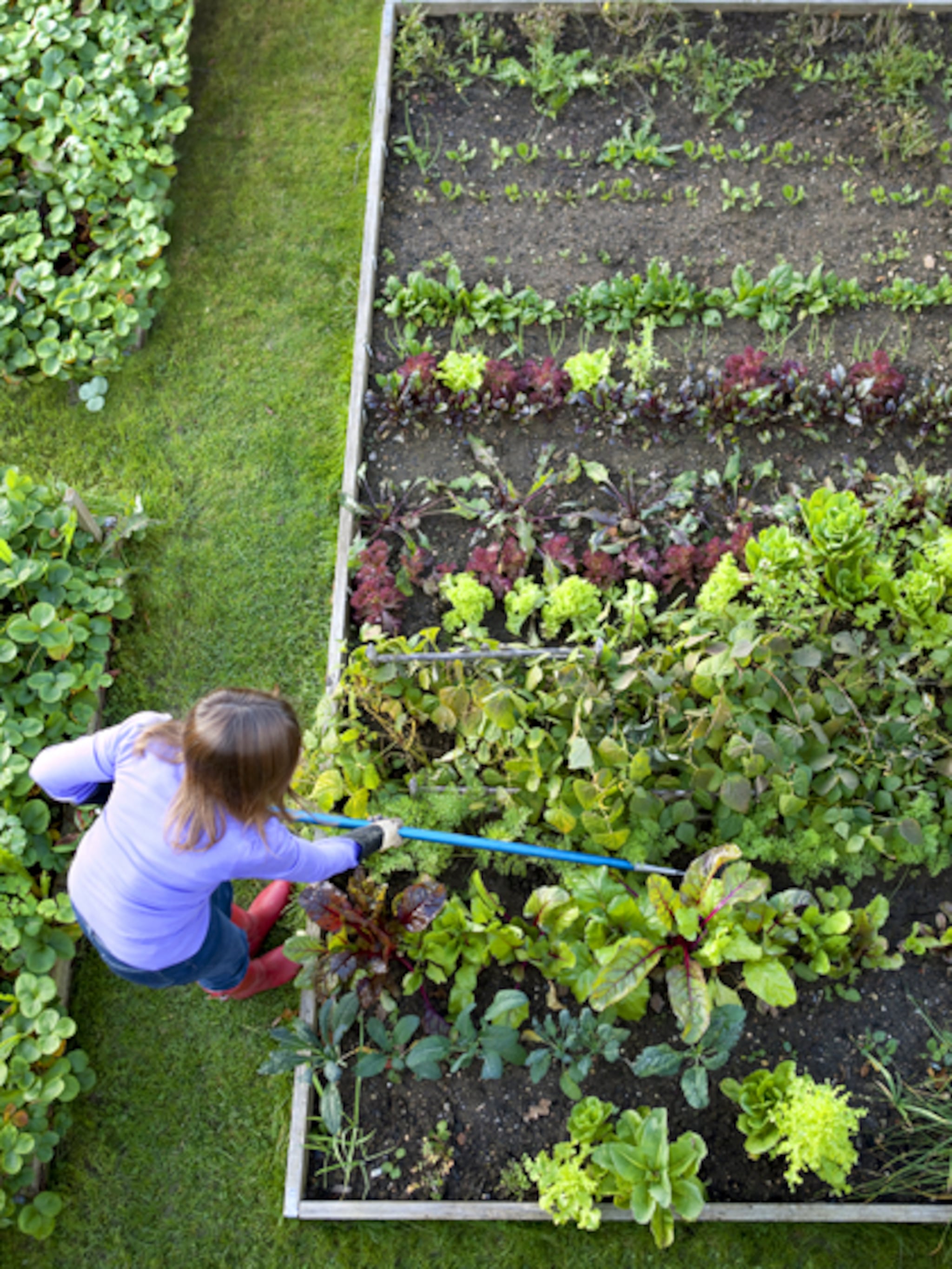 afharden uitplanten en uitdunnen in de moestuin