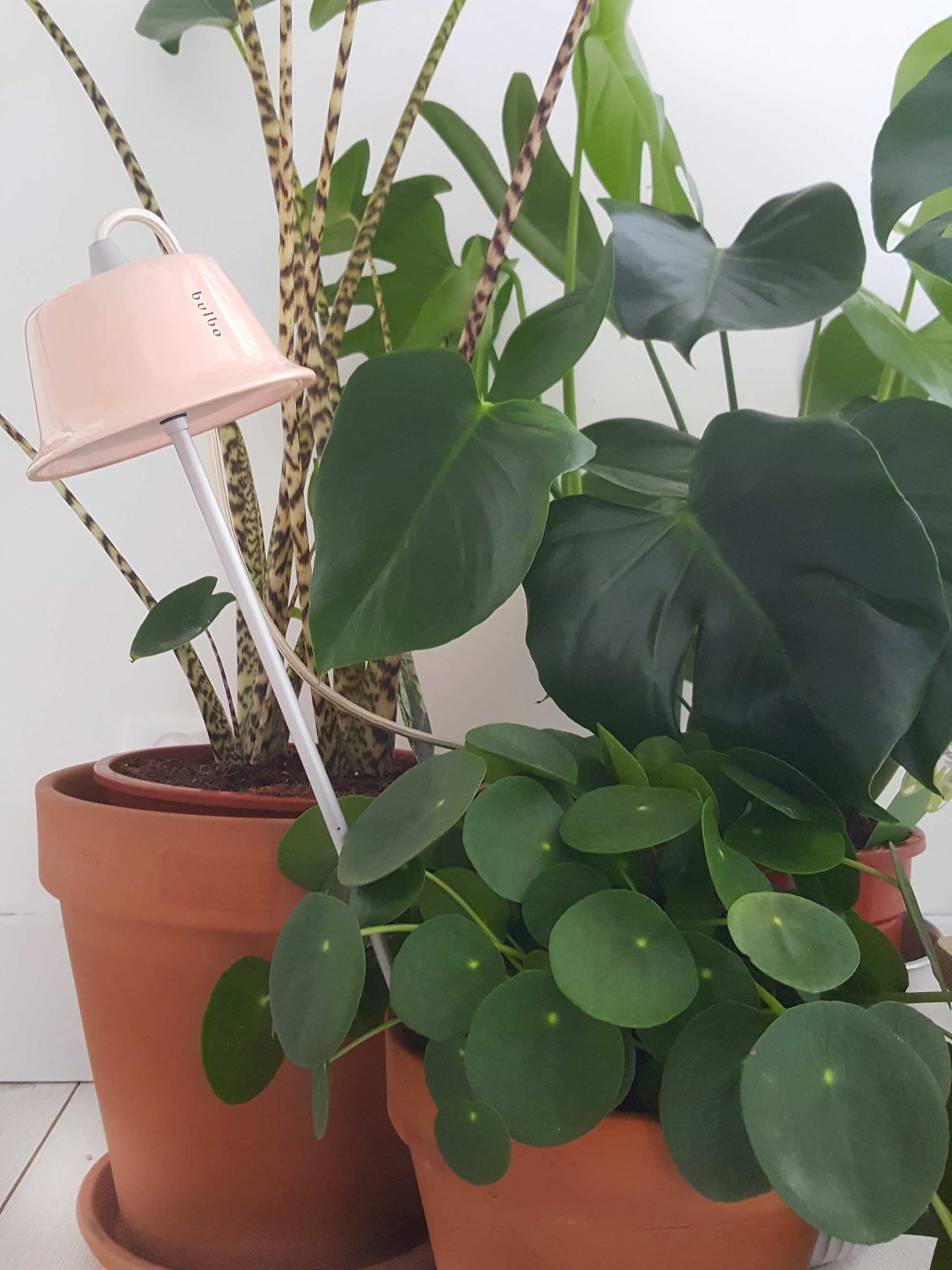 voorjaarskriebels groen in huis