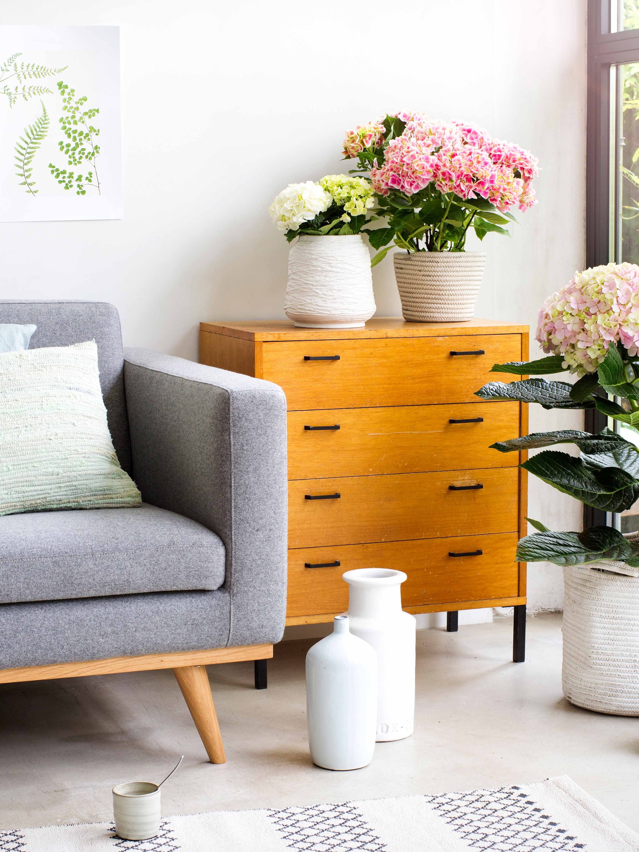 equalise met kamerhortensia