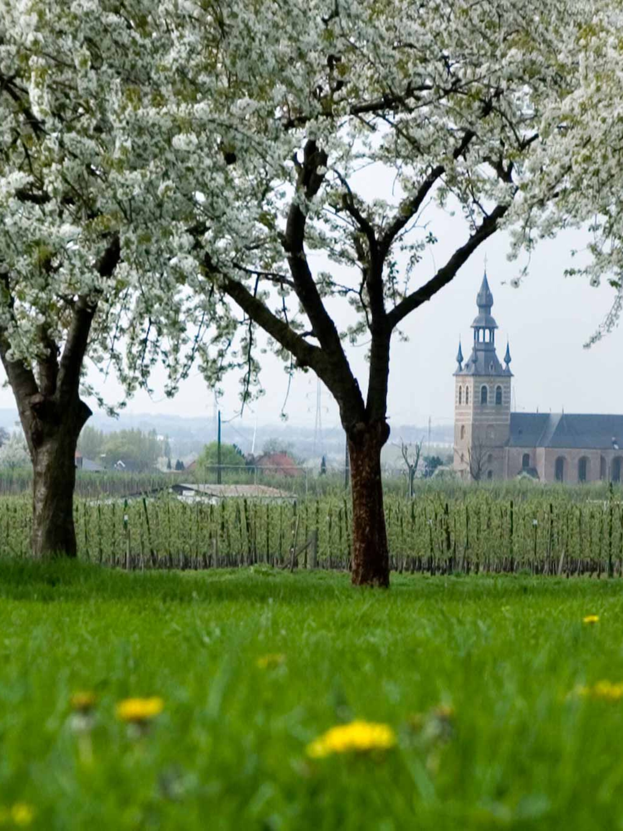 de mooiste bloesem en bollenroutes