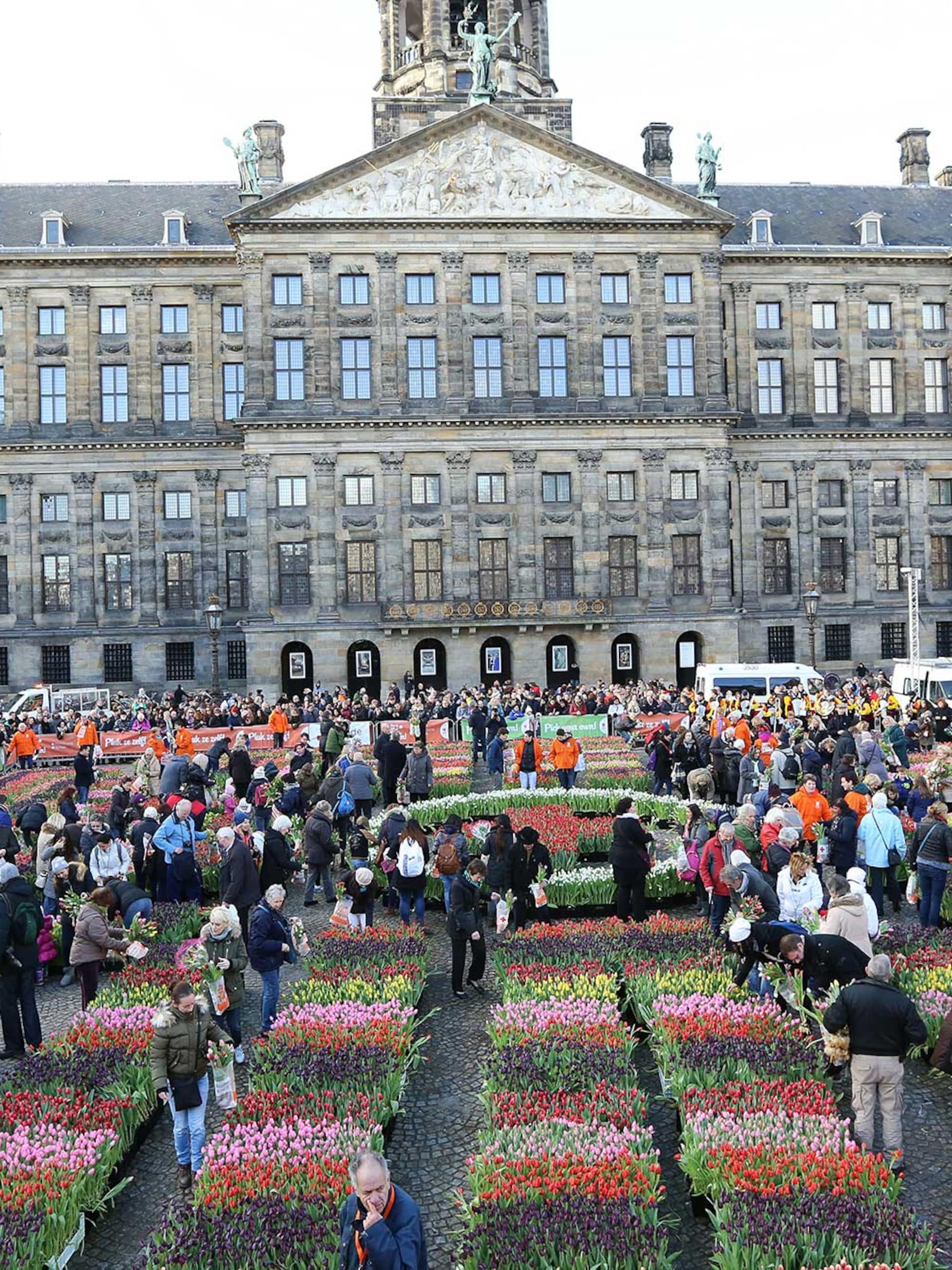 gratis tulpen plukken op de dam
