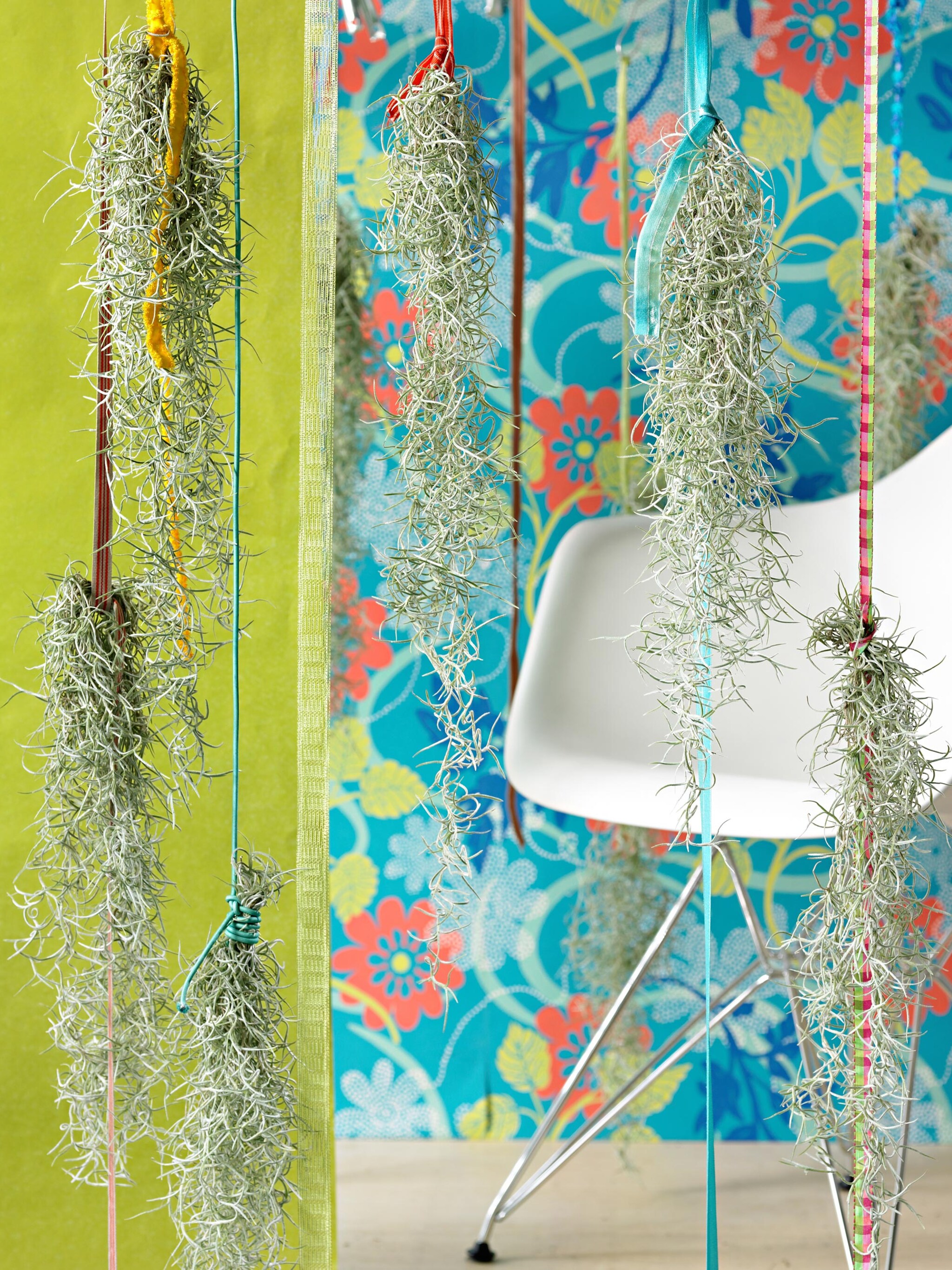 levende kunst met air plant tillandsia