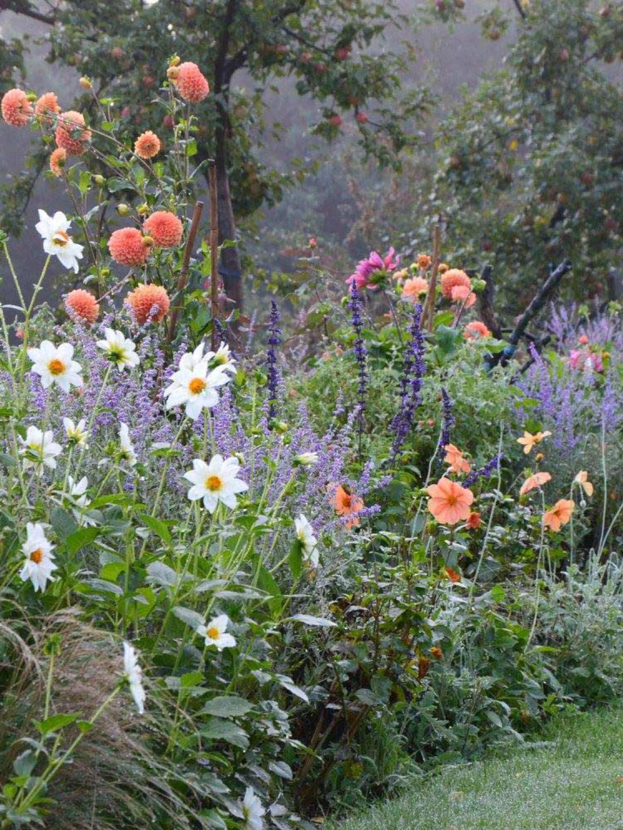 border met dahlia s