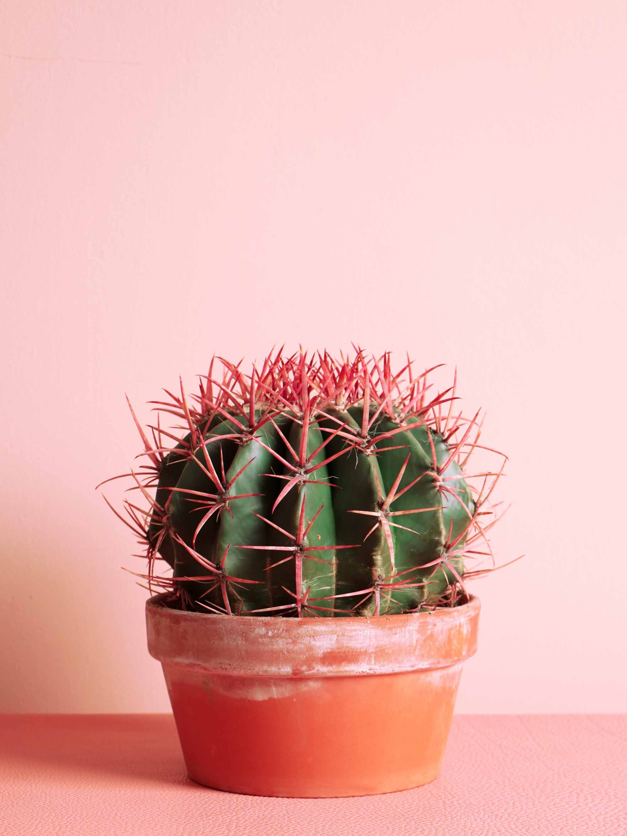 plants on pink