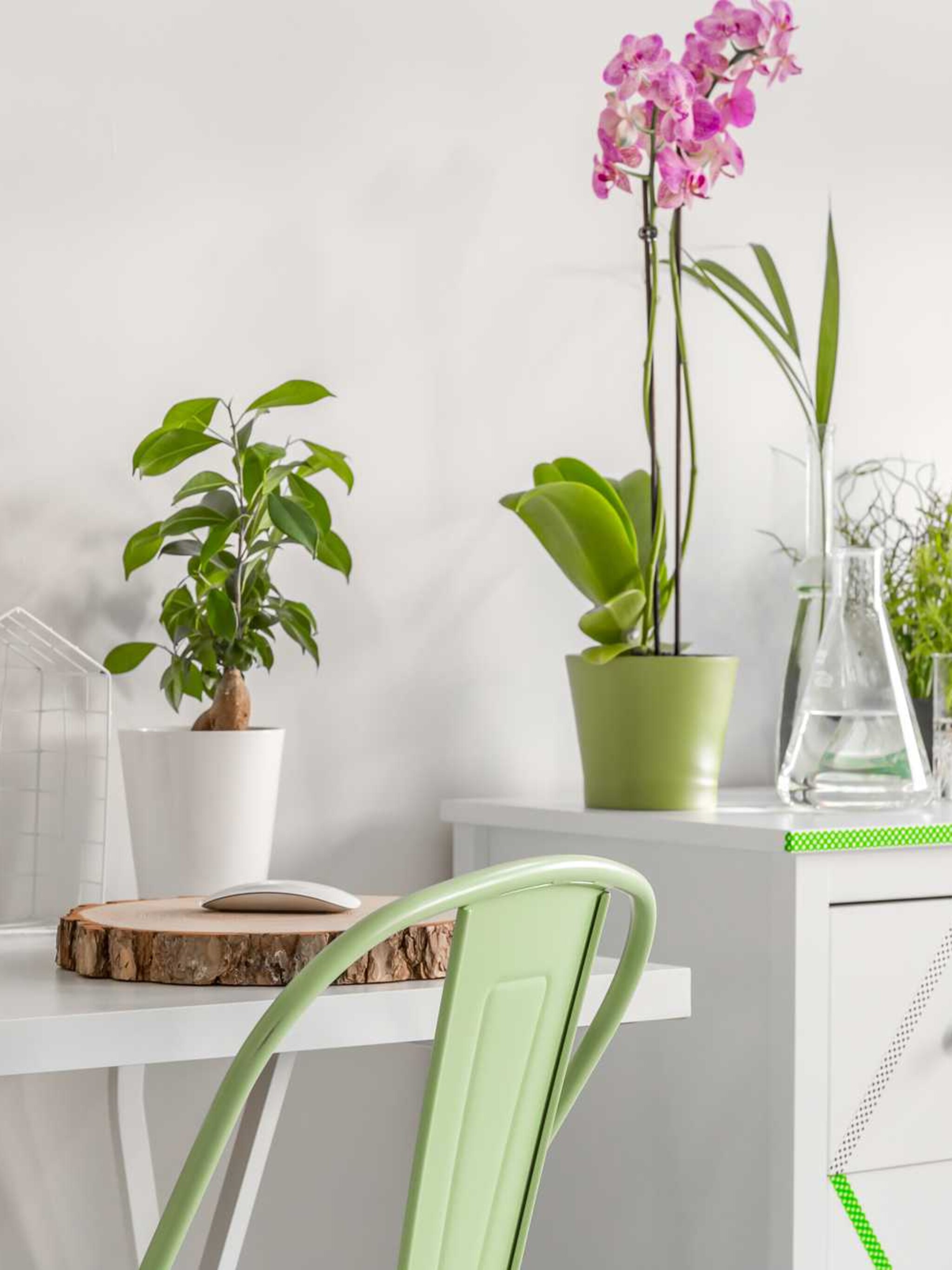 zo help je je kamerplanten gezond de winter door