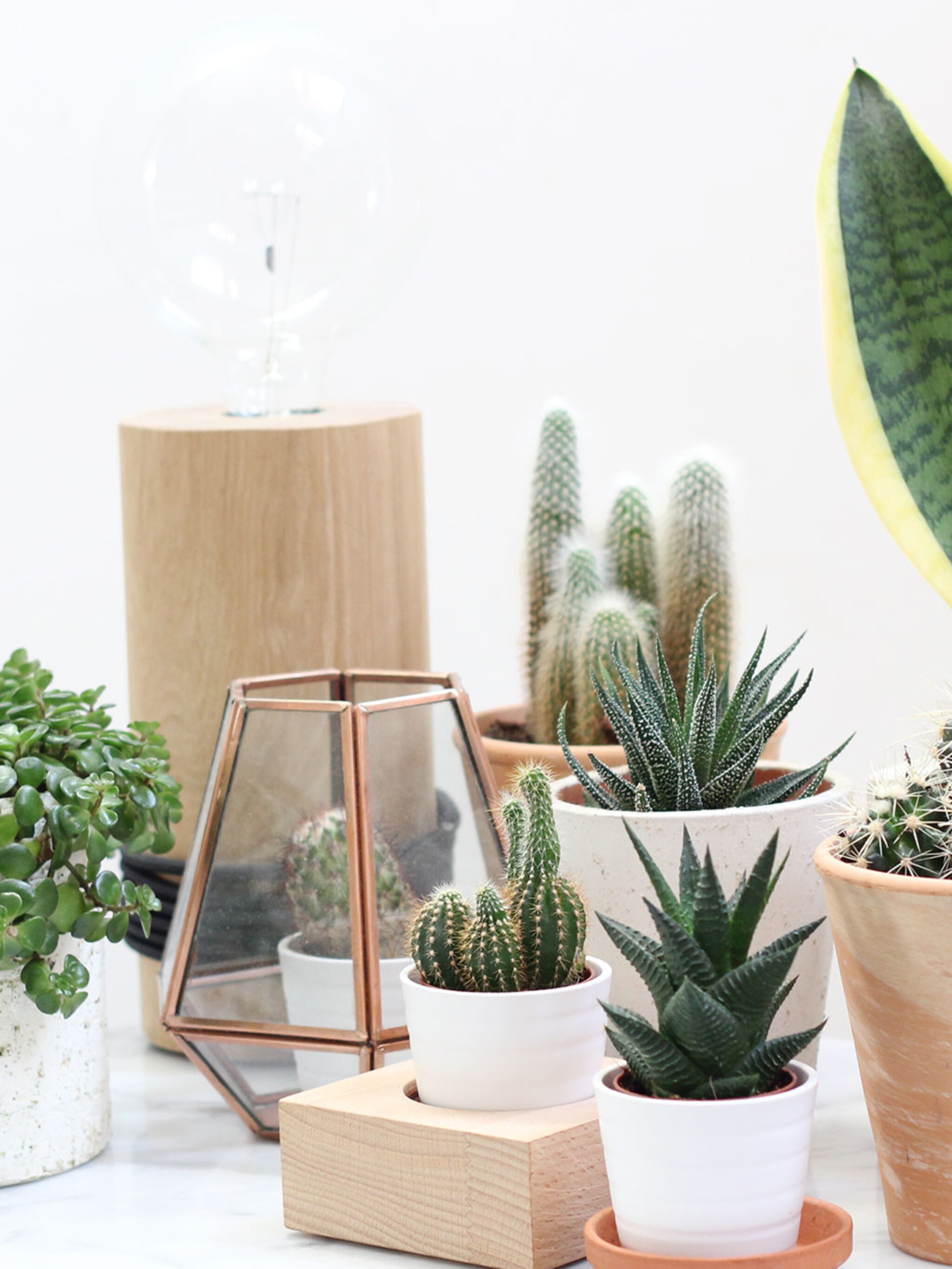 projecthometobe 2 gezelligheid met planten