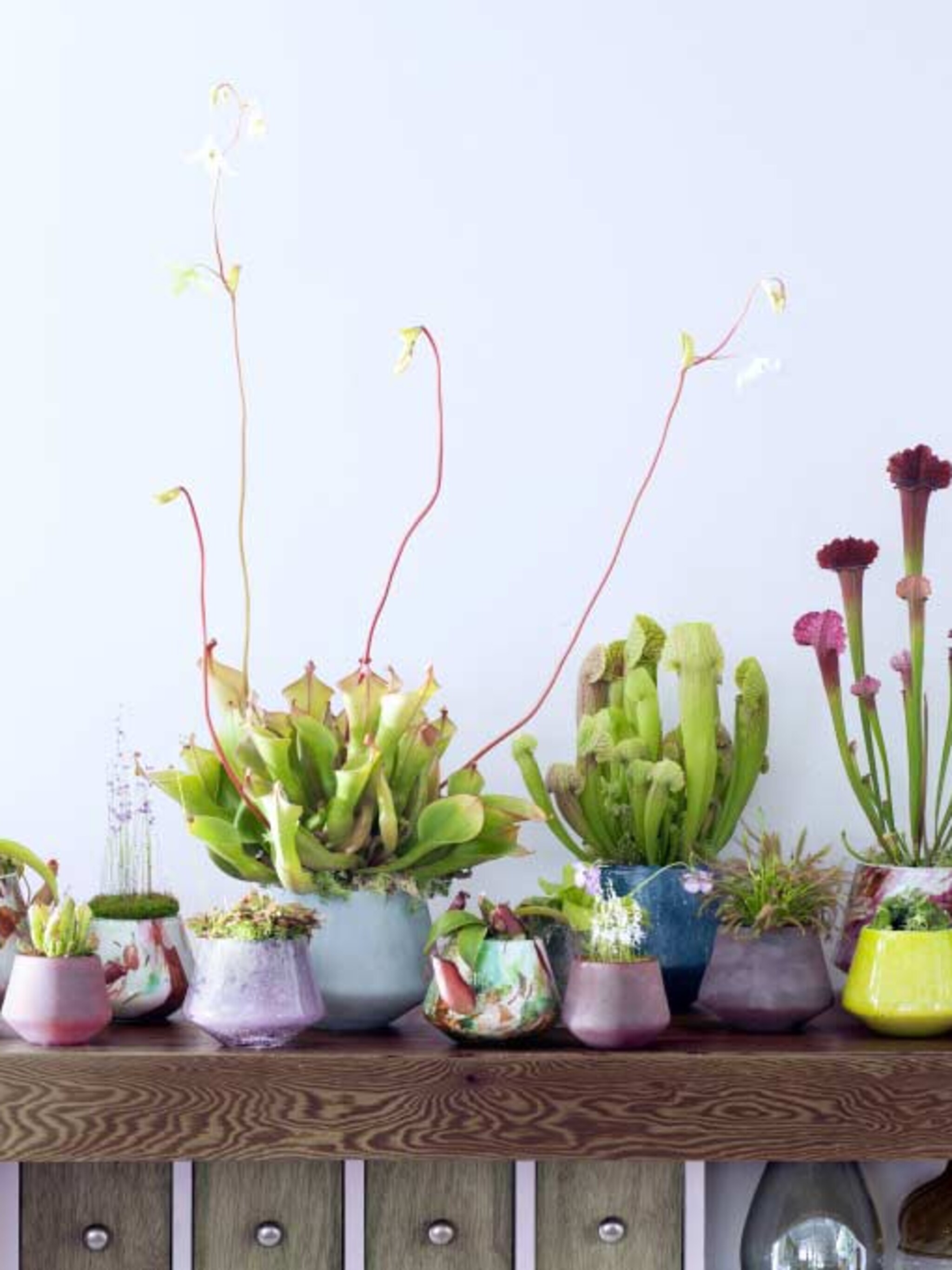 vleesetende planten in huis en weg zijn muggen