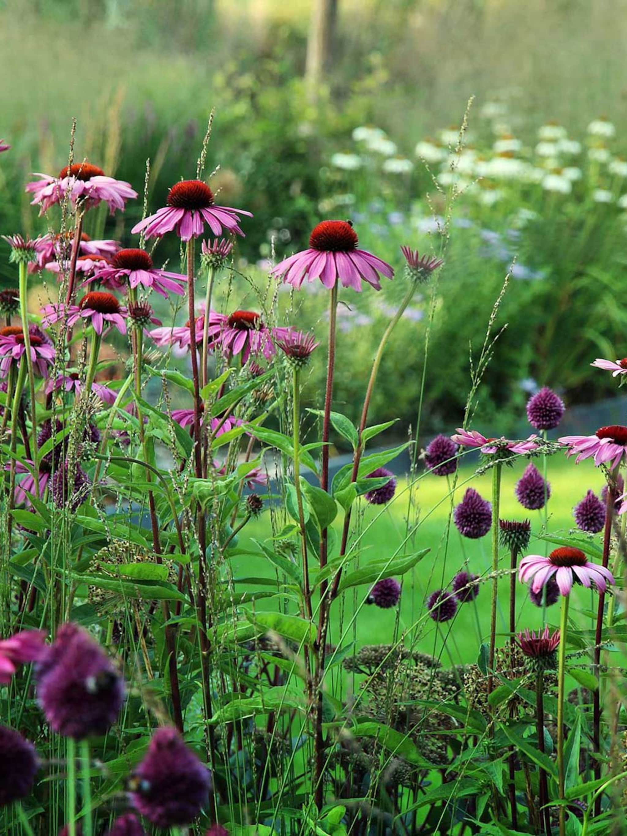 10 tips voor een weelderig bloemenperk