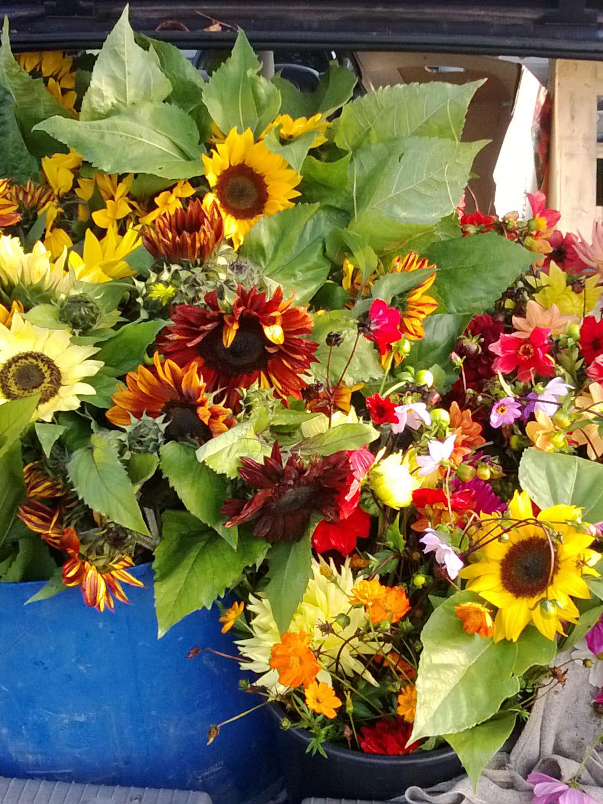 win een boeket uit de zelfpluktuin
