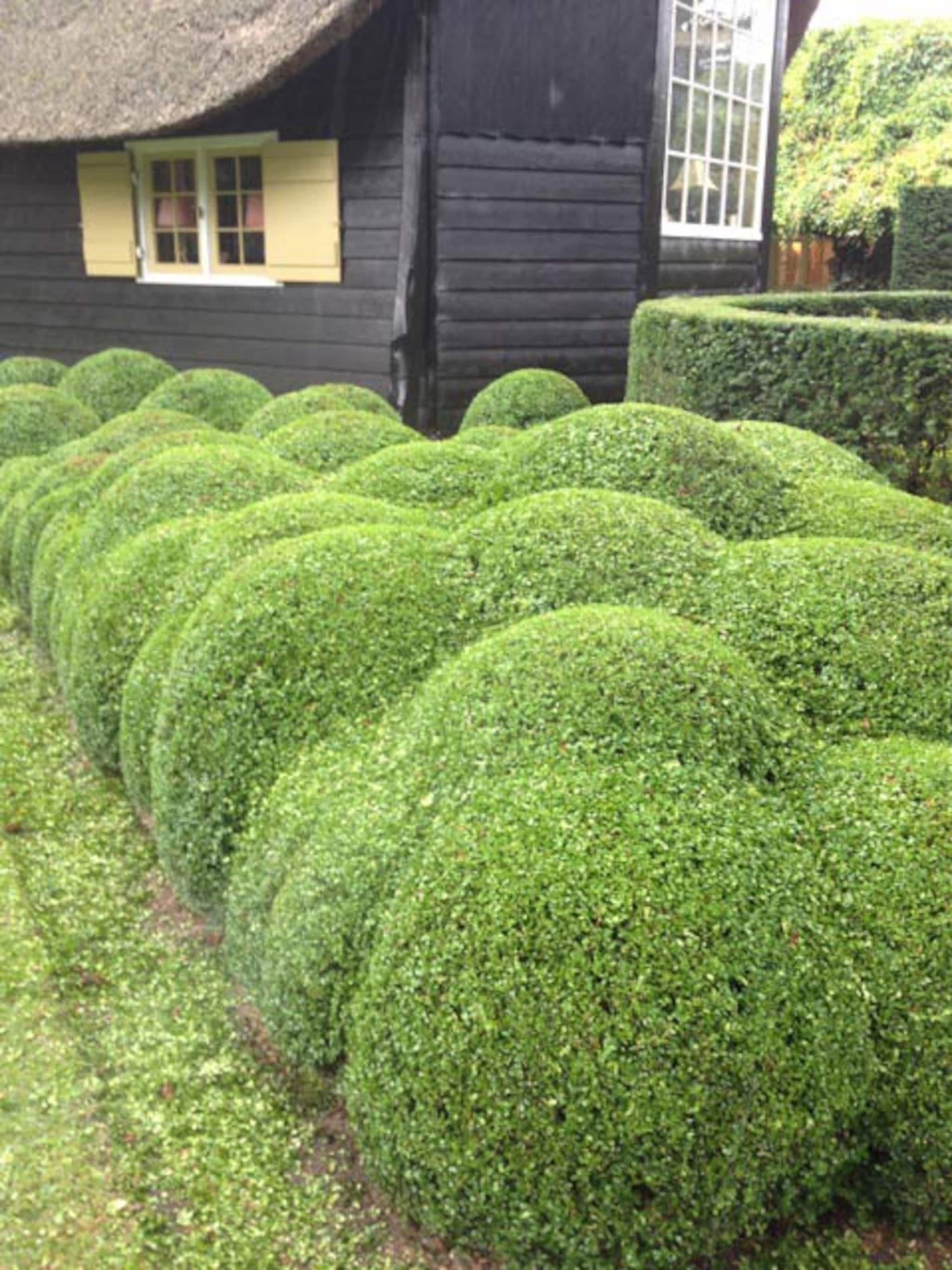 een wolk van een buxus