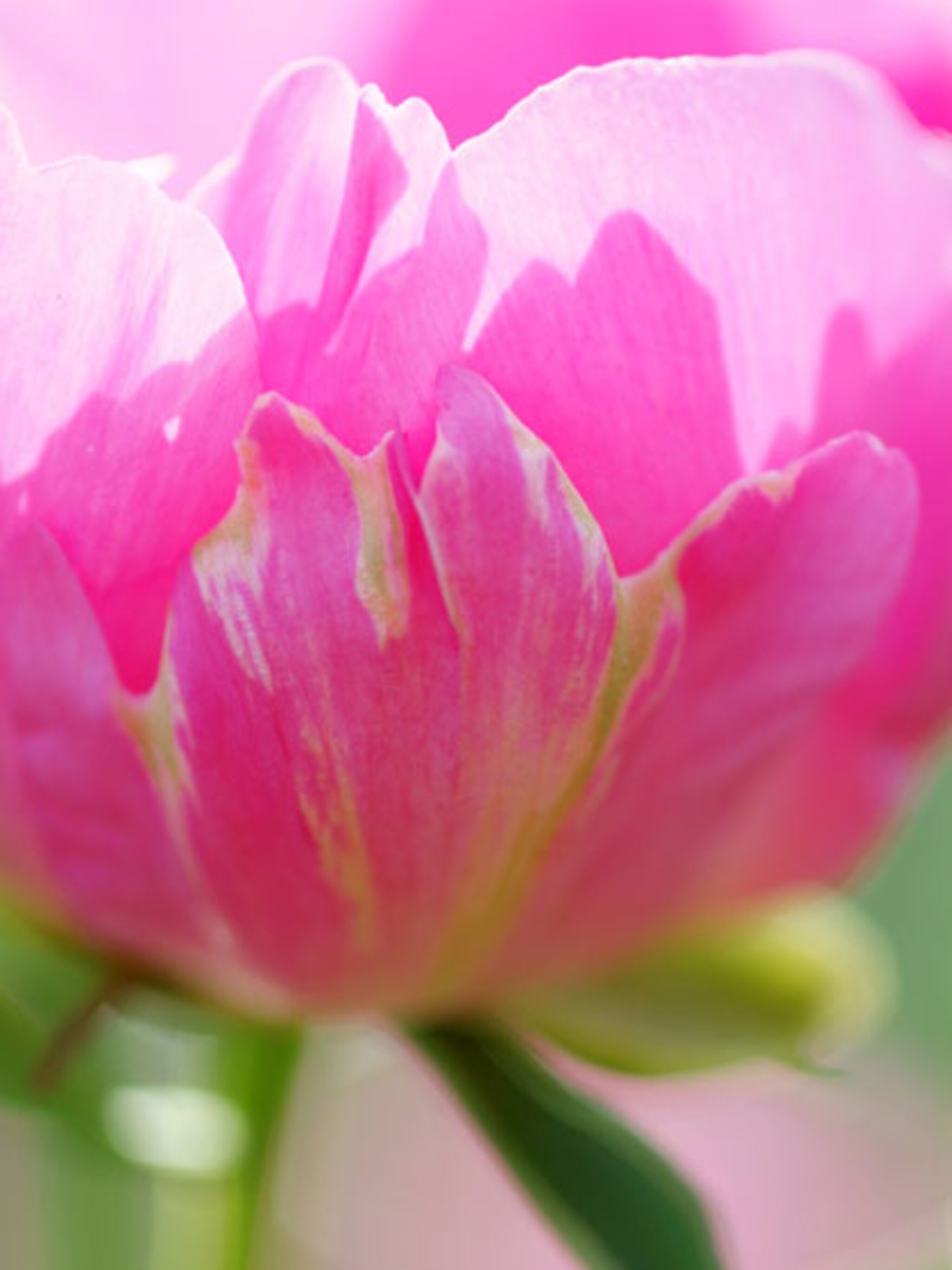 top 10 romantische planten