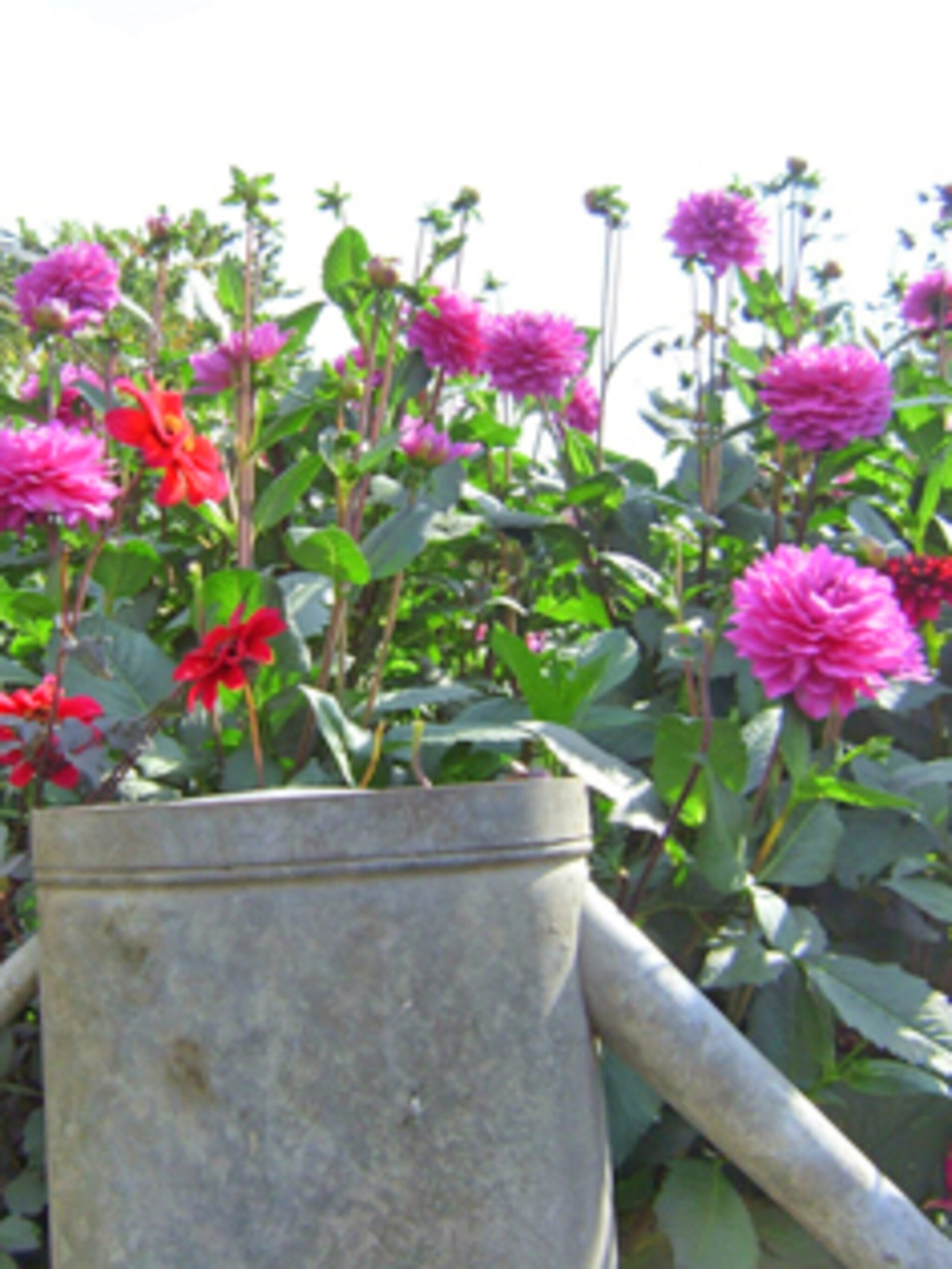 tuinblog groen in de stad