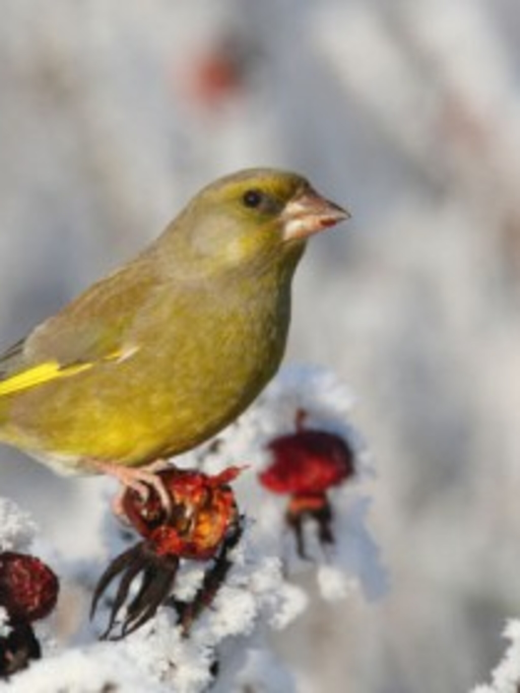 vogelparadijs