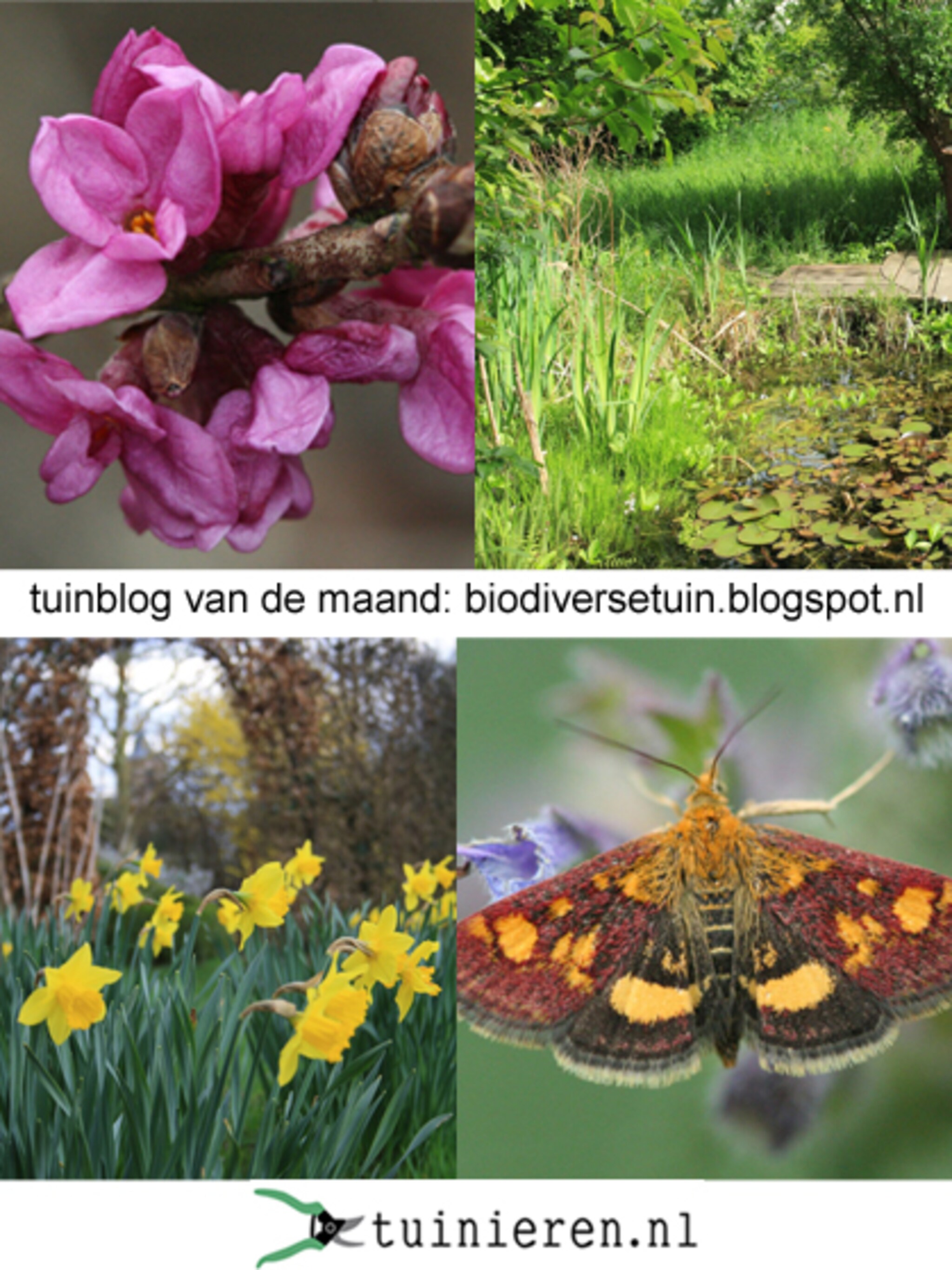 blog v d maand biodiverse tuin