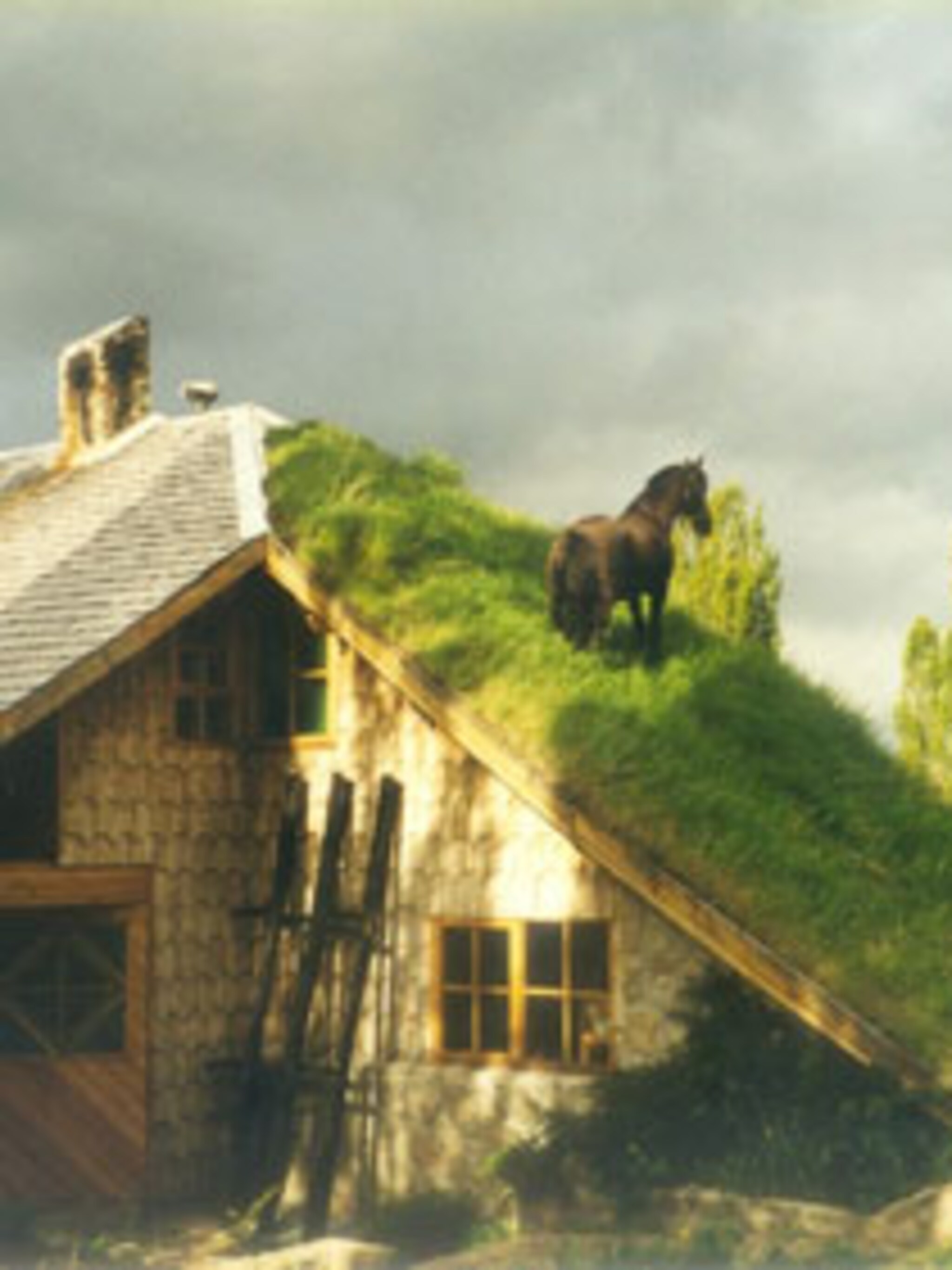 grazen op het dak
