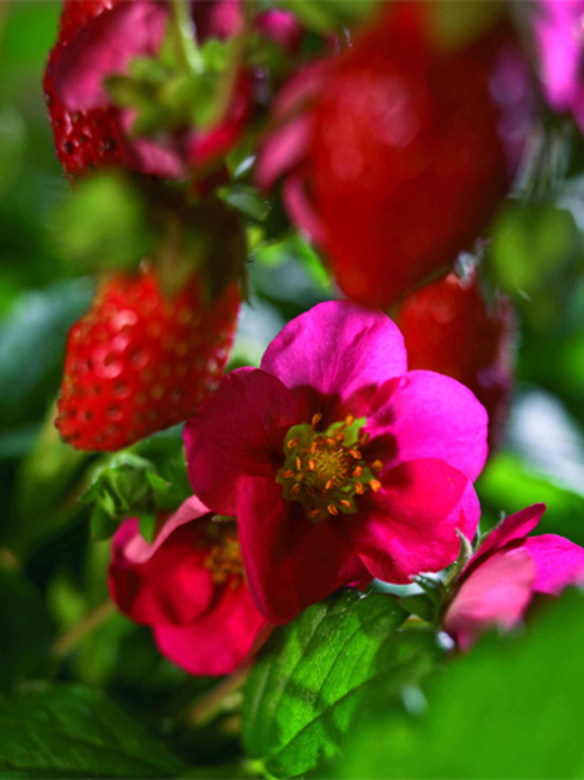 aardbeienplant toscana