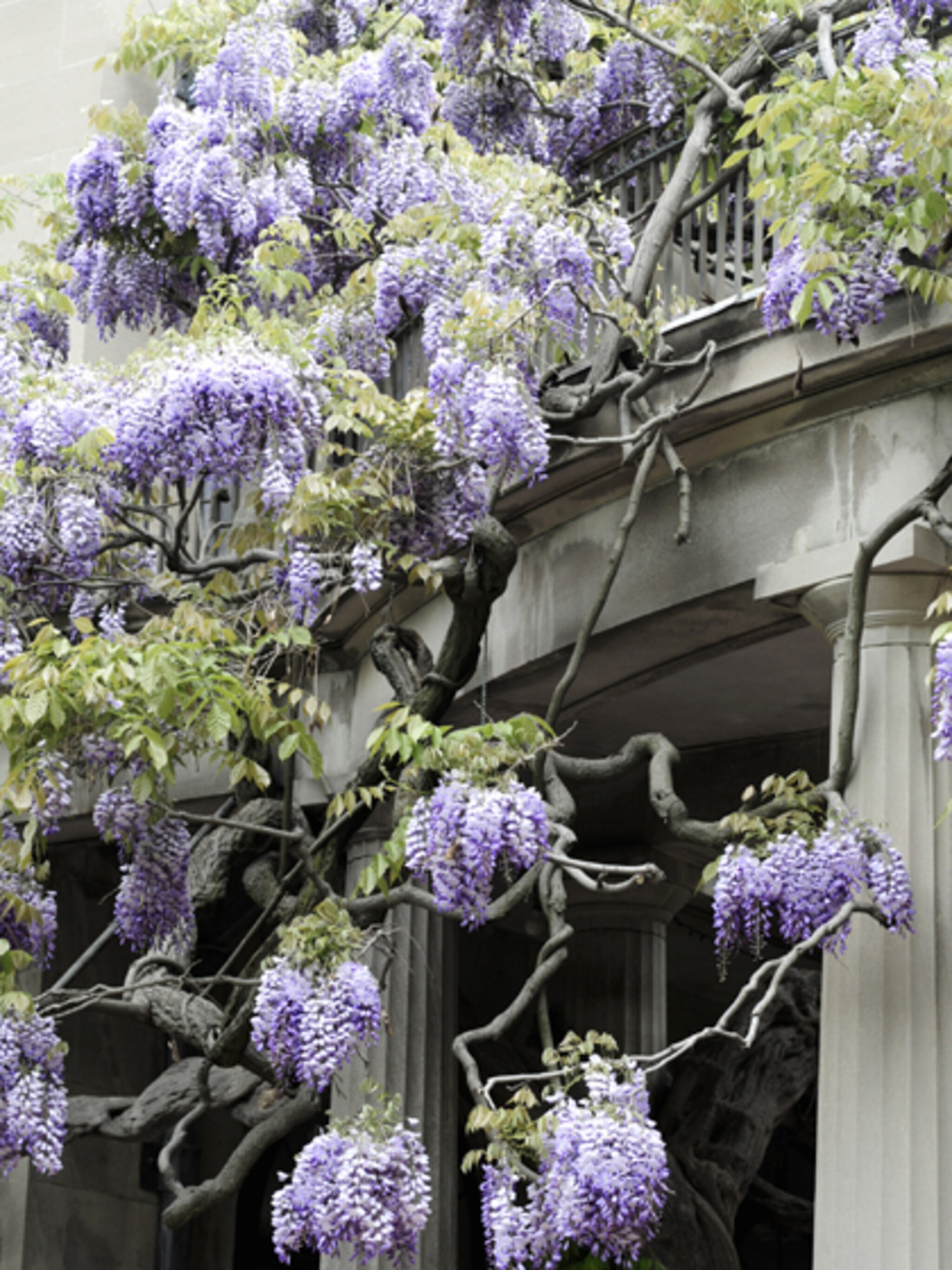 wisteria mooiste tuinplant