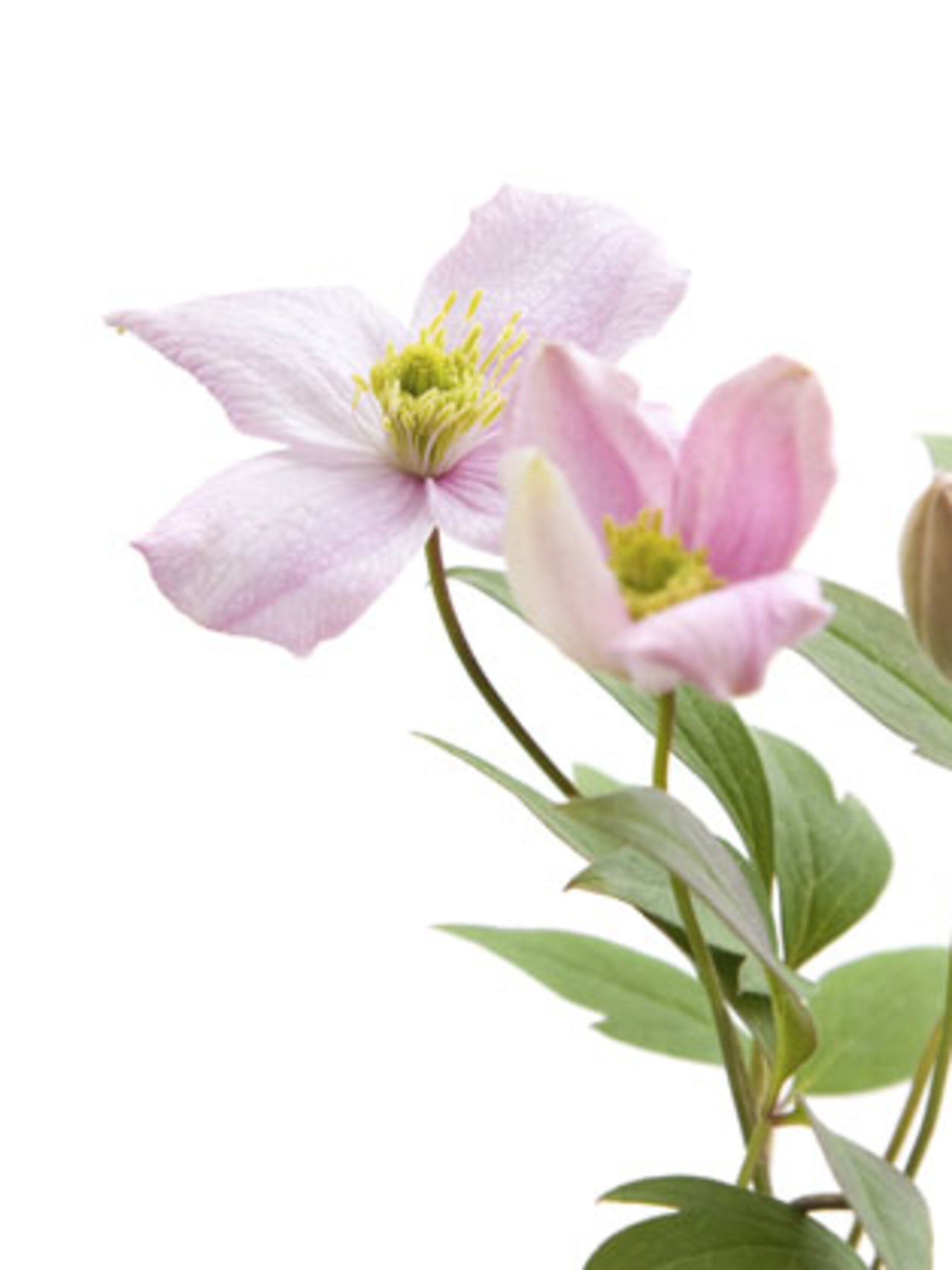 heel jaar clematis