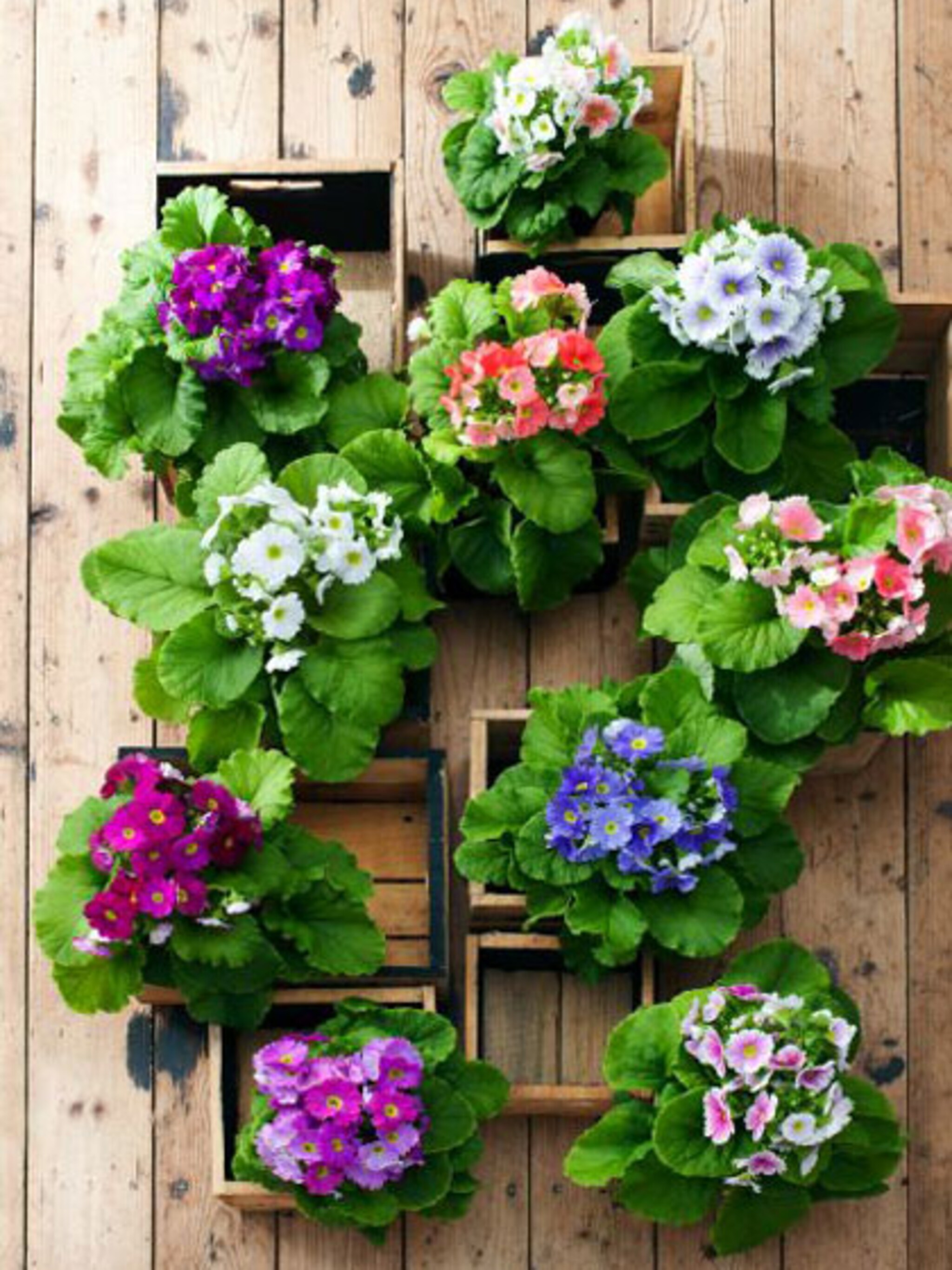 prima primula