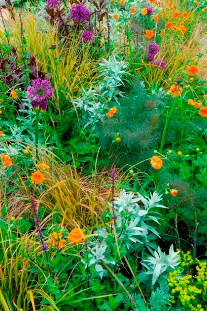 beeld vtwonen Geum 'Totally Tangerine', allium, fennel, artemisia, copyright foto: Marianne Majerus