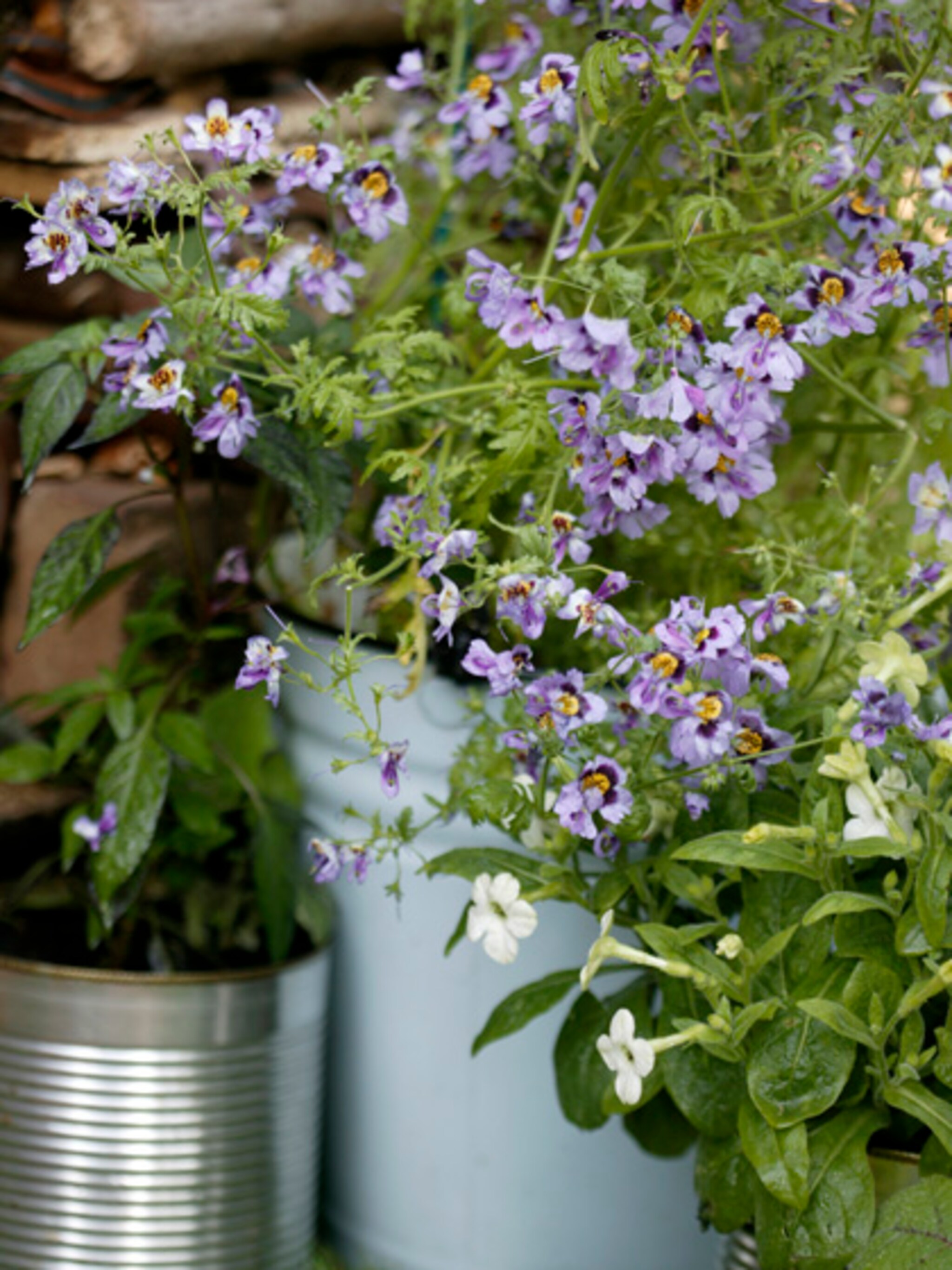 planten in pot