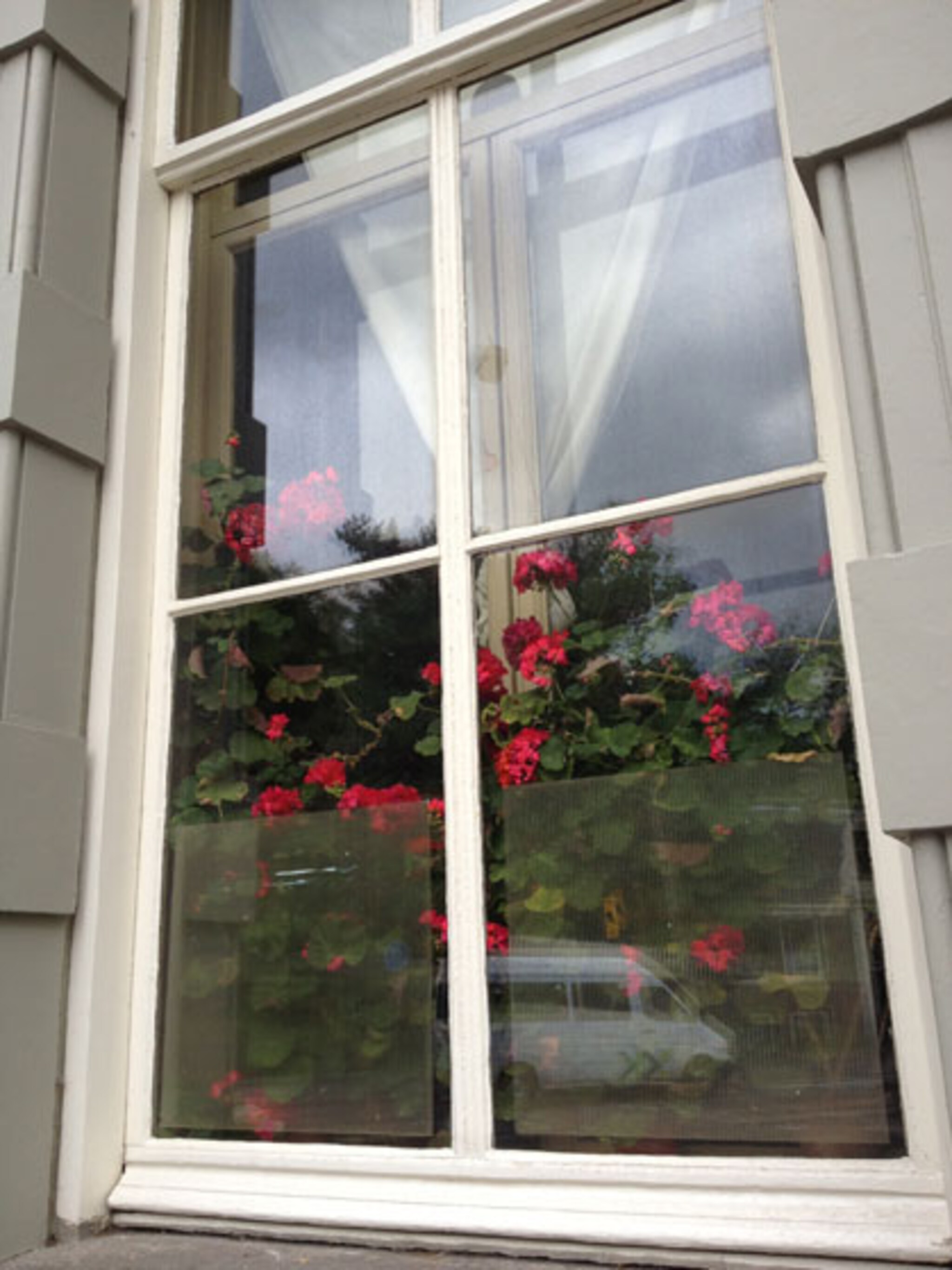 de pelargonium